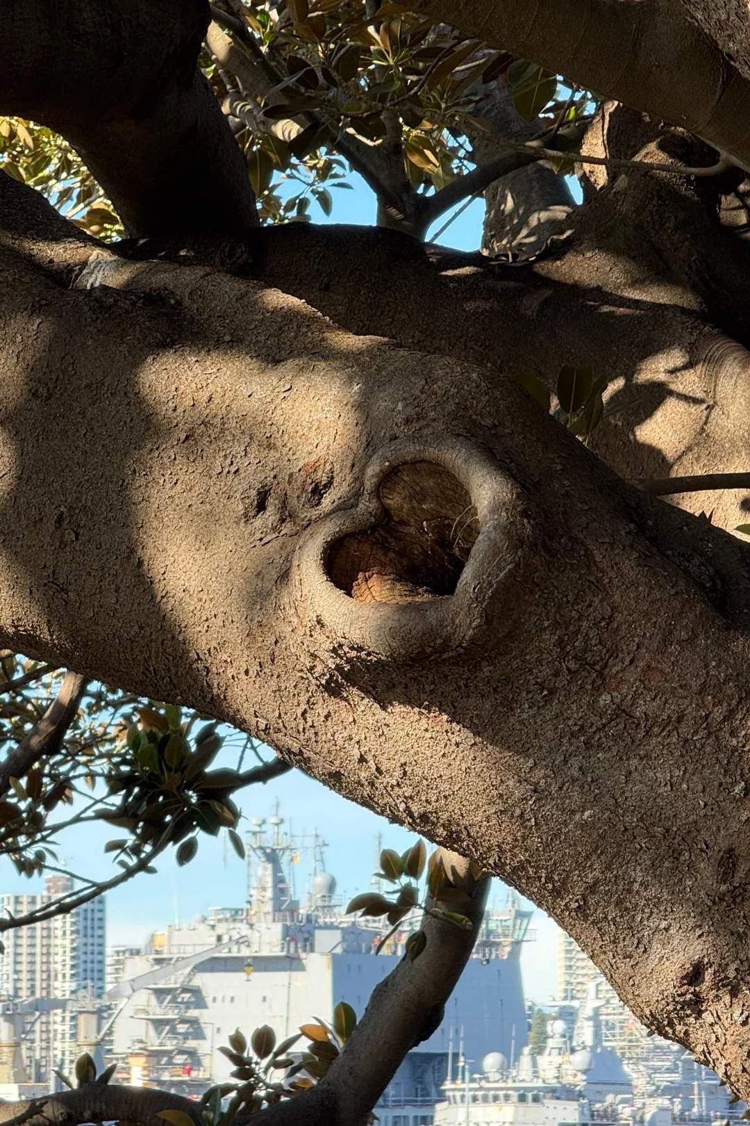 This tree heart in Sydney was very near Mrs. Macquarie's Chair, a historical landmark near the Sydney Opera House.