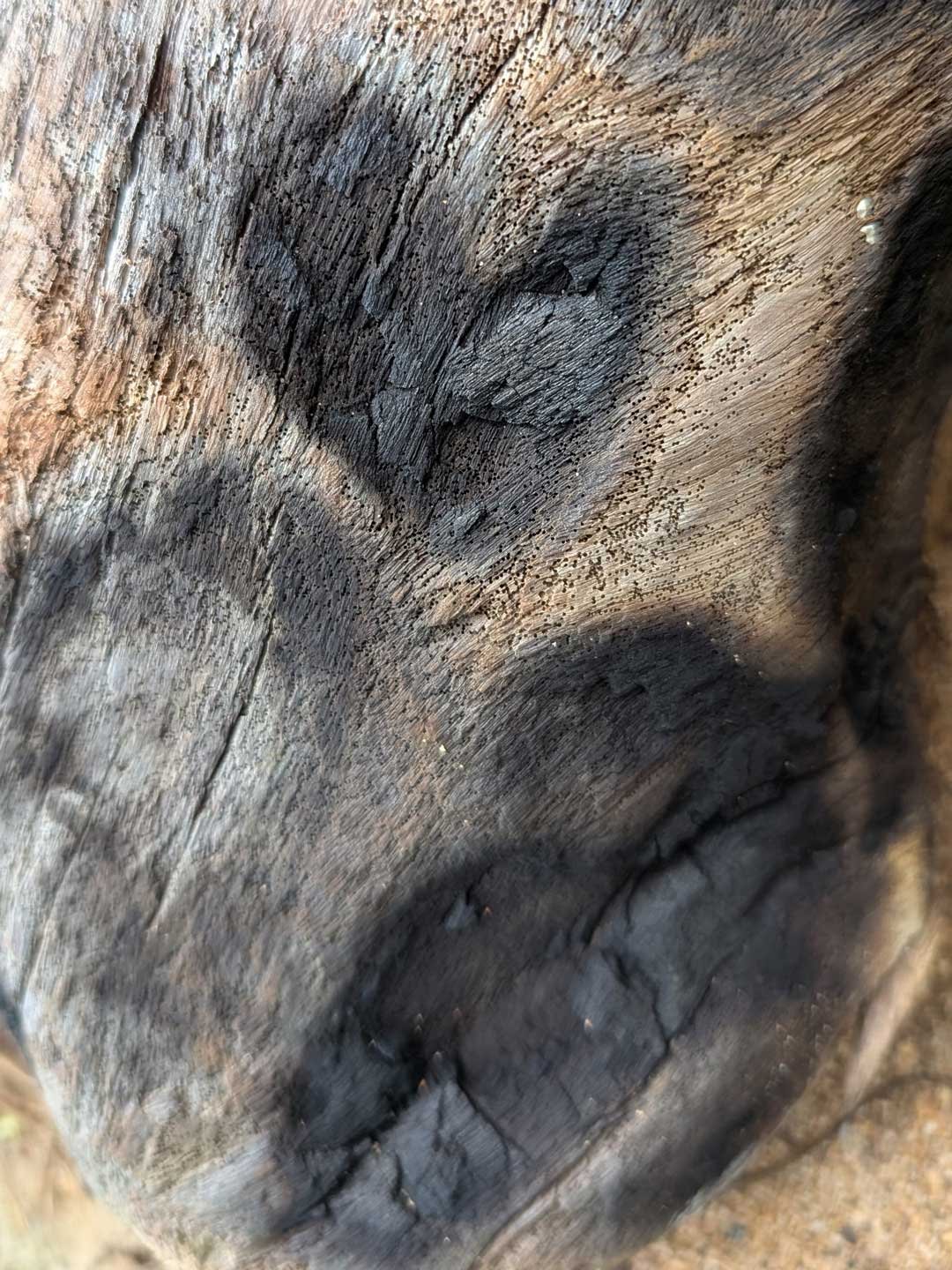 This burn mark heart on a large piece of driftwood was captured by Chenelle Houston in Kauai on the beach where the Gilligan's Island pilot was filmed.