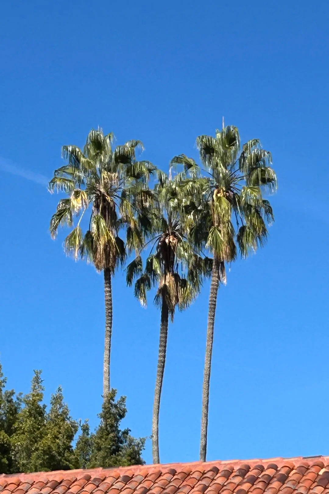 Tekla Johnson captured this heart made of palm trees during a Stanford campus tour.