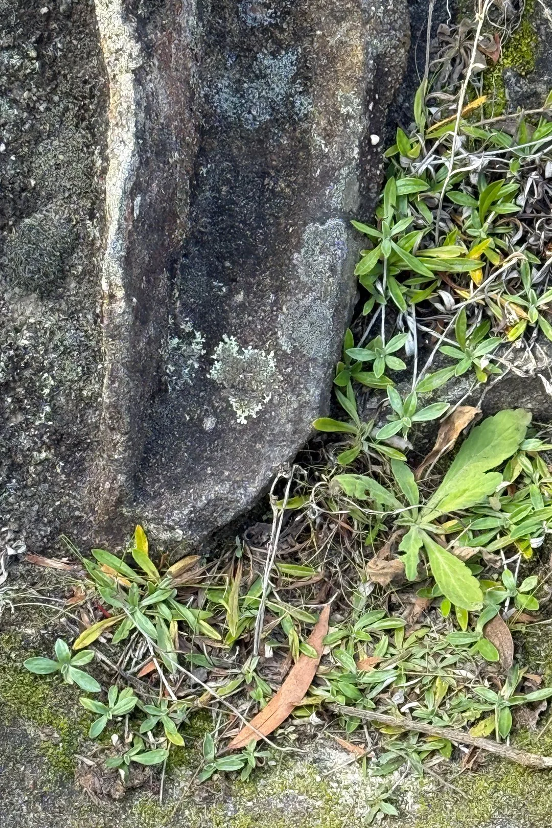 A heart on a tree stump in the Blue Mountains.