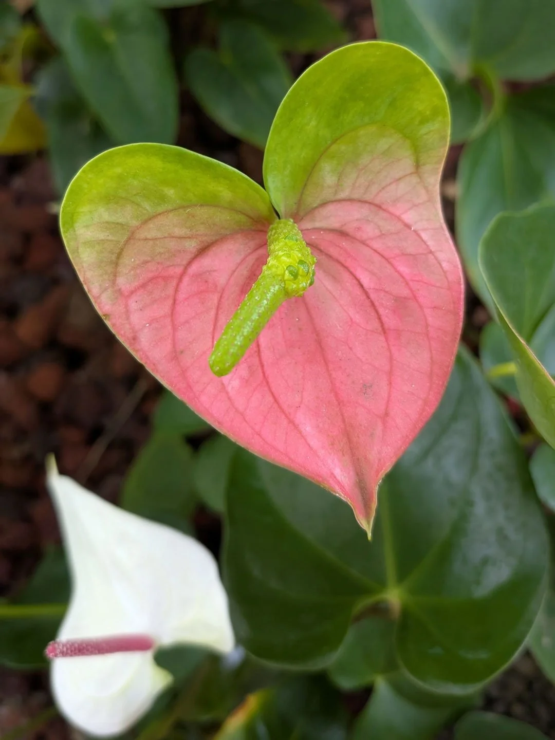This beauty is called a Flamingo Flower! Chenelle Houston captured this heart in Kauai.