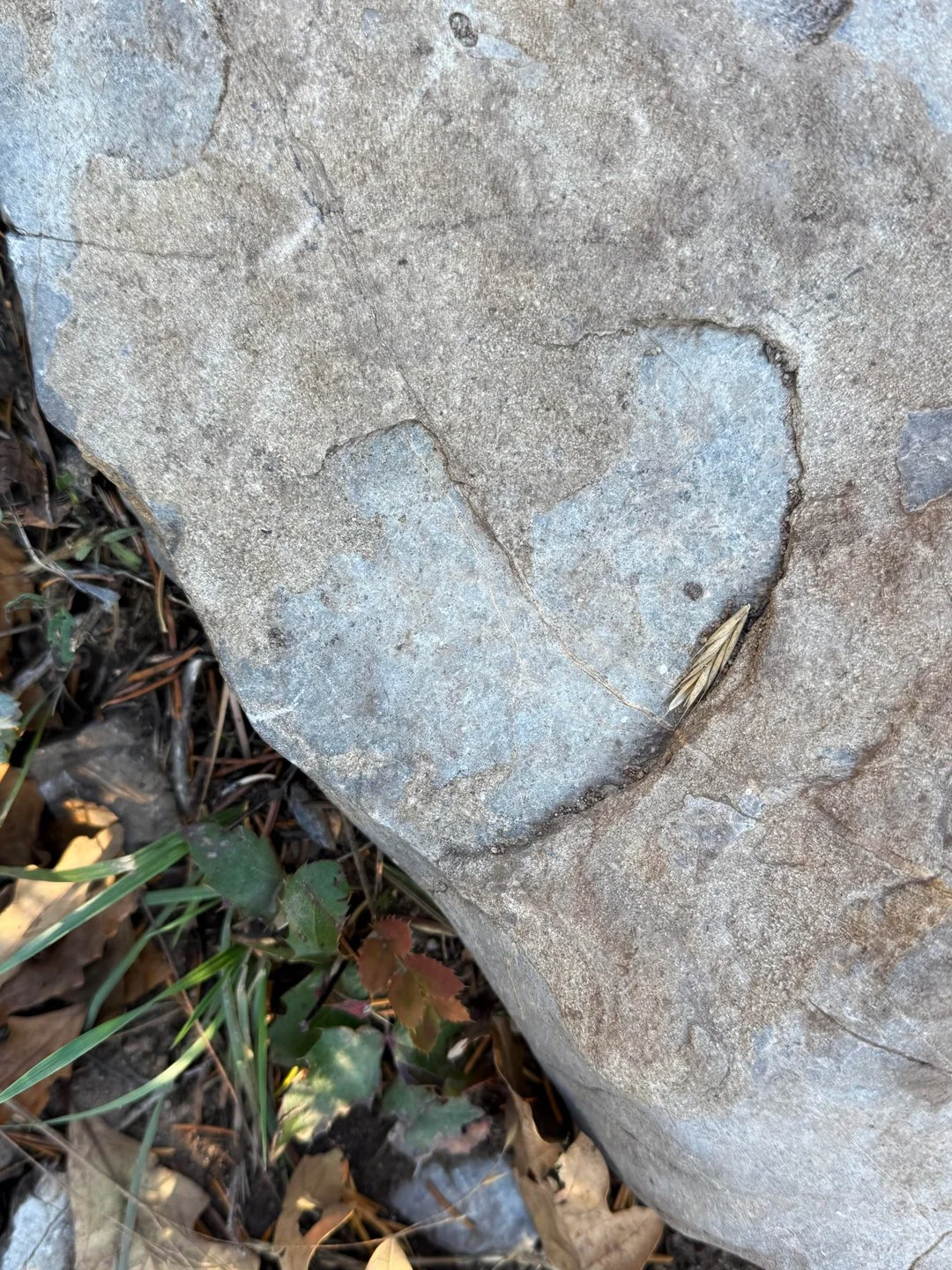 Albuquerque heart rock on the Tree Springs Trail.