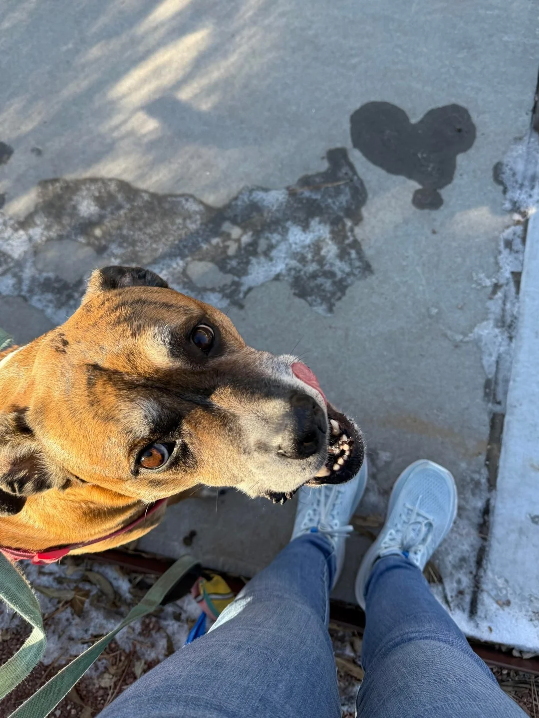 A heart and some doggie teeth on a wintry walk.