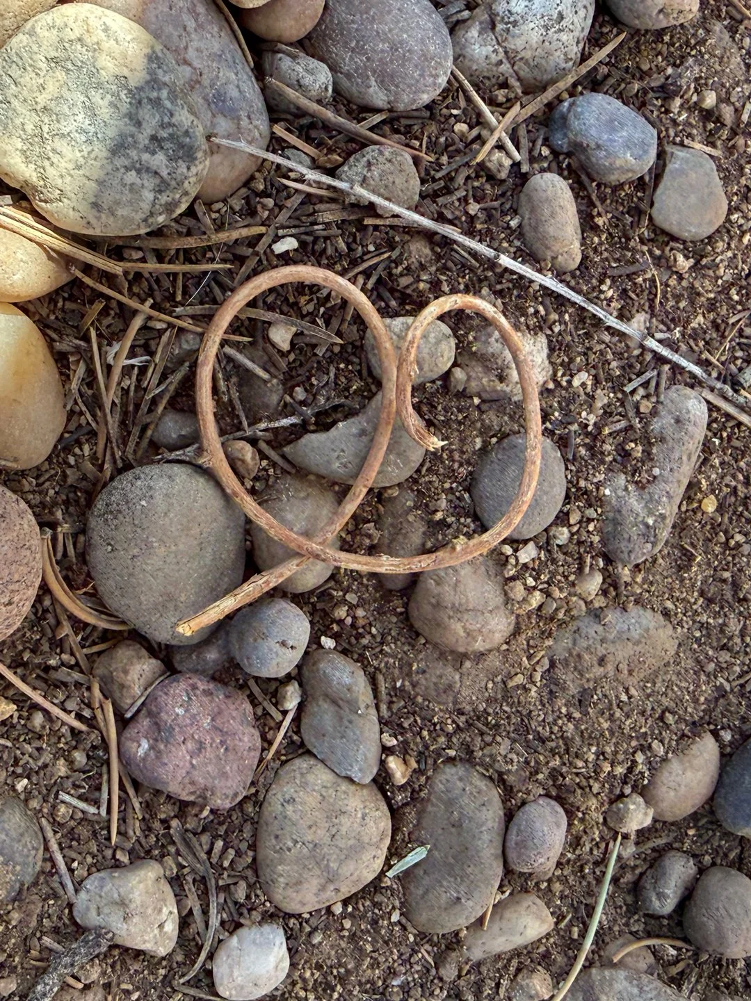 Heart or pretzel shape? I'm gonna say it's a heart. This was captured in our backyard.
