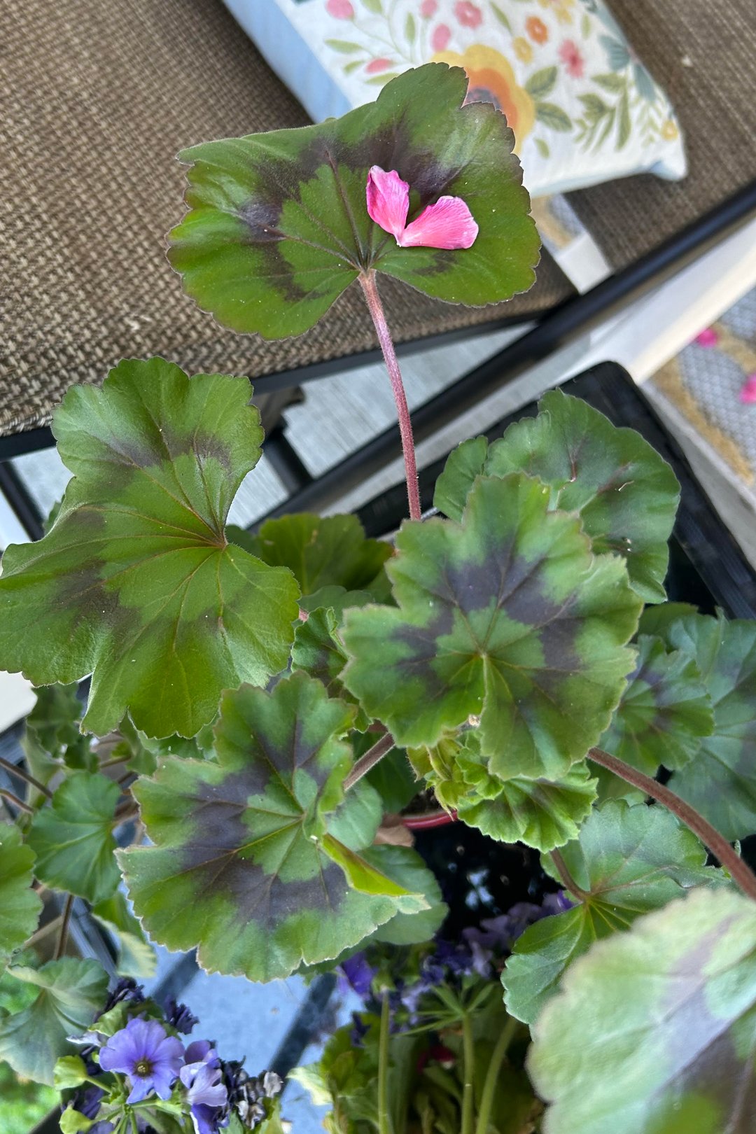 “A pink flower heart rests on the generous leaf that broke its fall. When you need support, your network will show up.” - Brittny Goodsell
