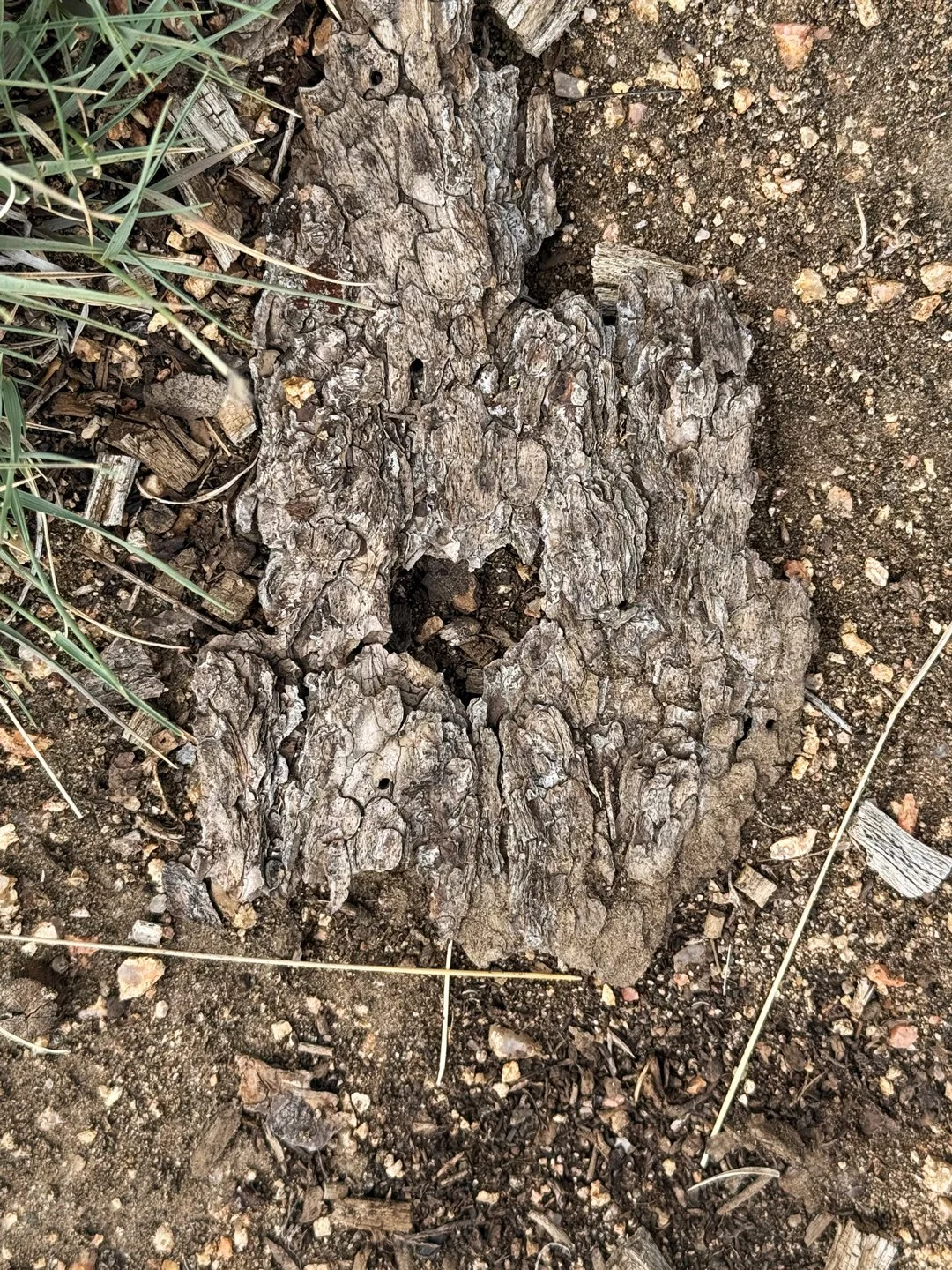 I always love finding a heart carved into something. This heart was captured on the Sun and Moon Trail hike in Santa Fe.