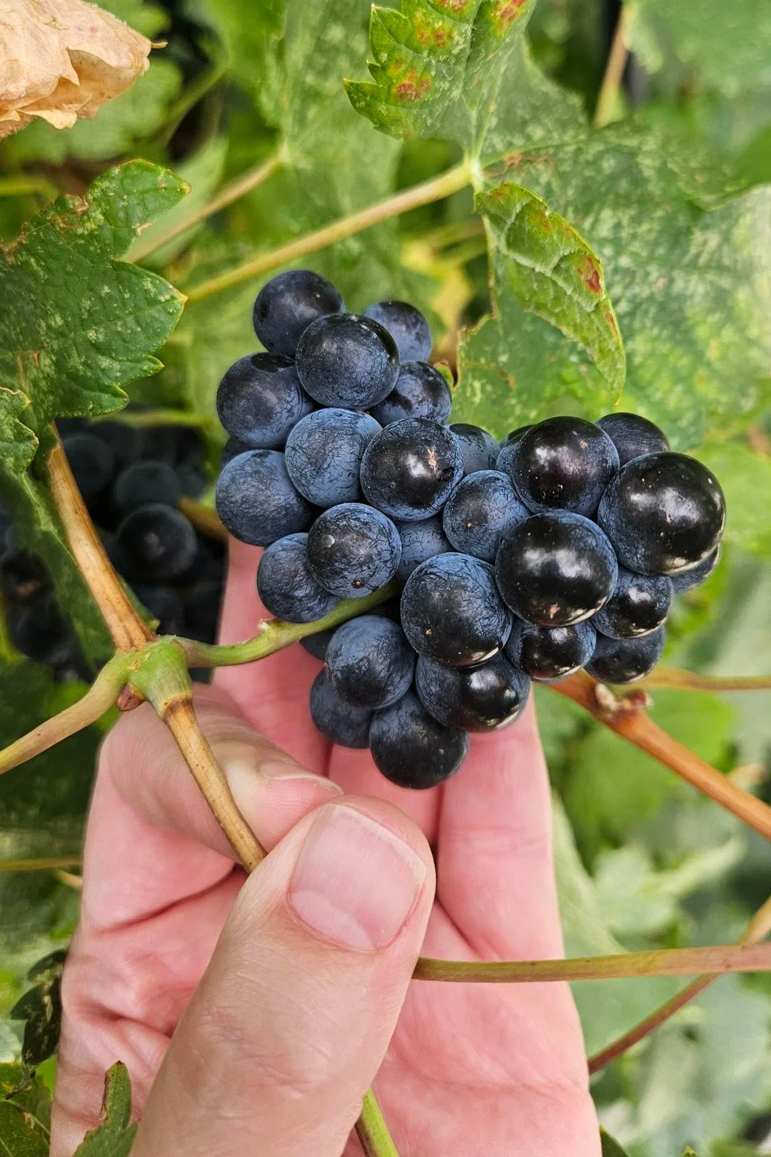 "I was DELIGHTED to see this perfectly-heart-shaped cluster of grapes on my vine!" - Rachel Lund of New Mexico