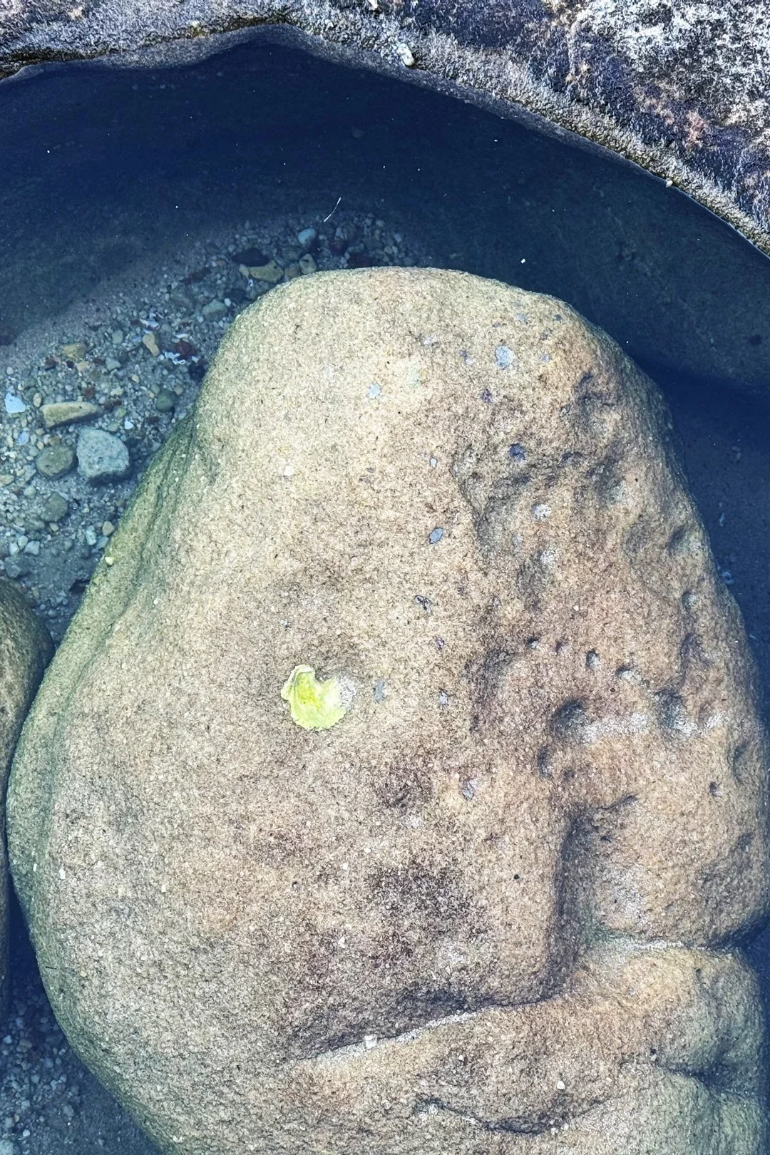 I spotted this heart-shaped leaf under water at Manly Beach in Sydney.
