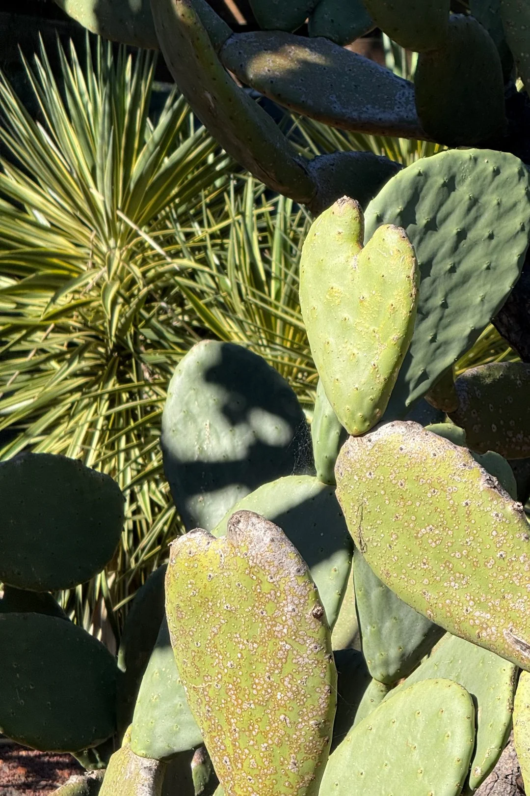 This prickly pear heart was captured at the Royal Botanic Gardens in Sydney.