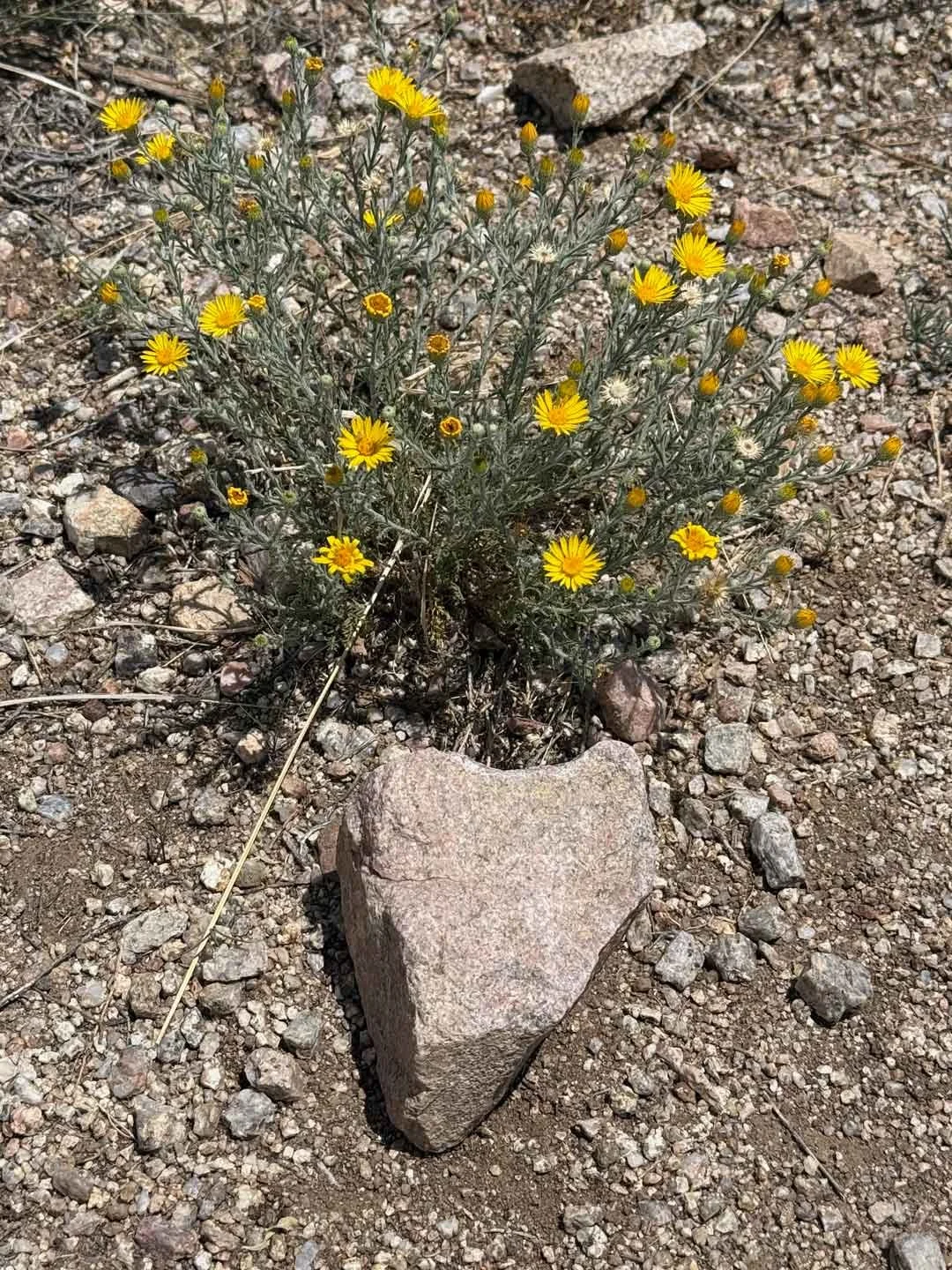 I noticed this heart rock and yellow flowers in Albuquerque. The flowers reminded me of my mother-in-law who is missed by many.