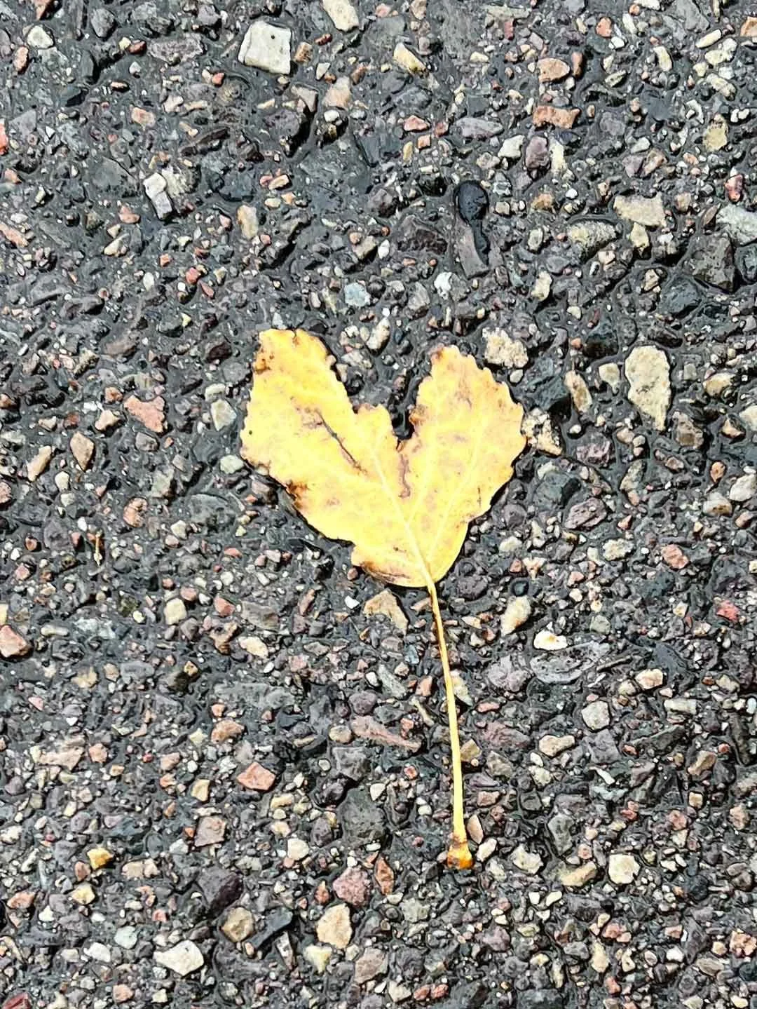 Leaf heart captured by Stef Goodsell of Utah.