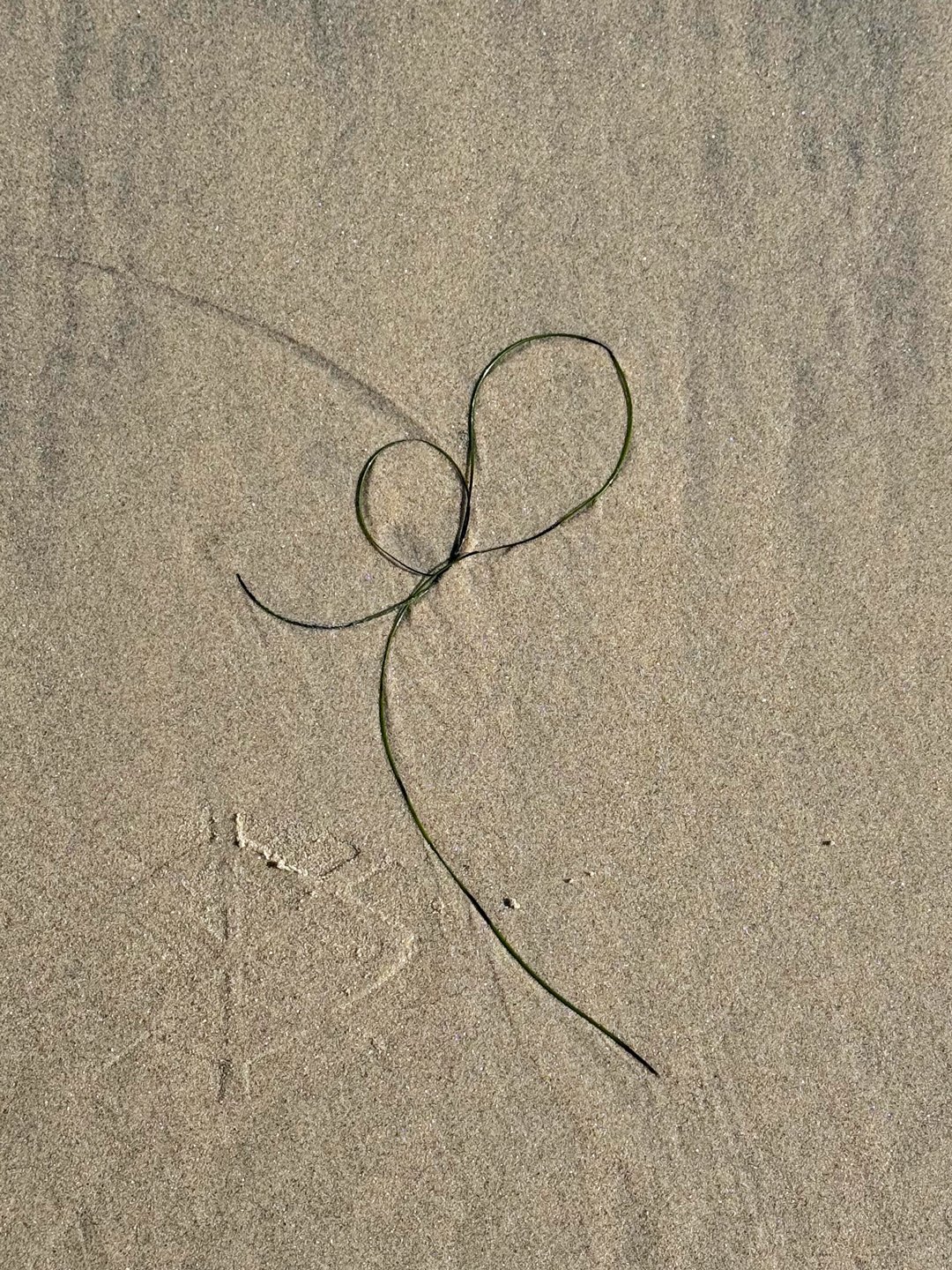 My husband and I went to San Diego following my cancer diagnosis. We called the trip a HealthCation or CancerCation. I took this photo because the shape looked like a heart on a string, or a heart balloon.