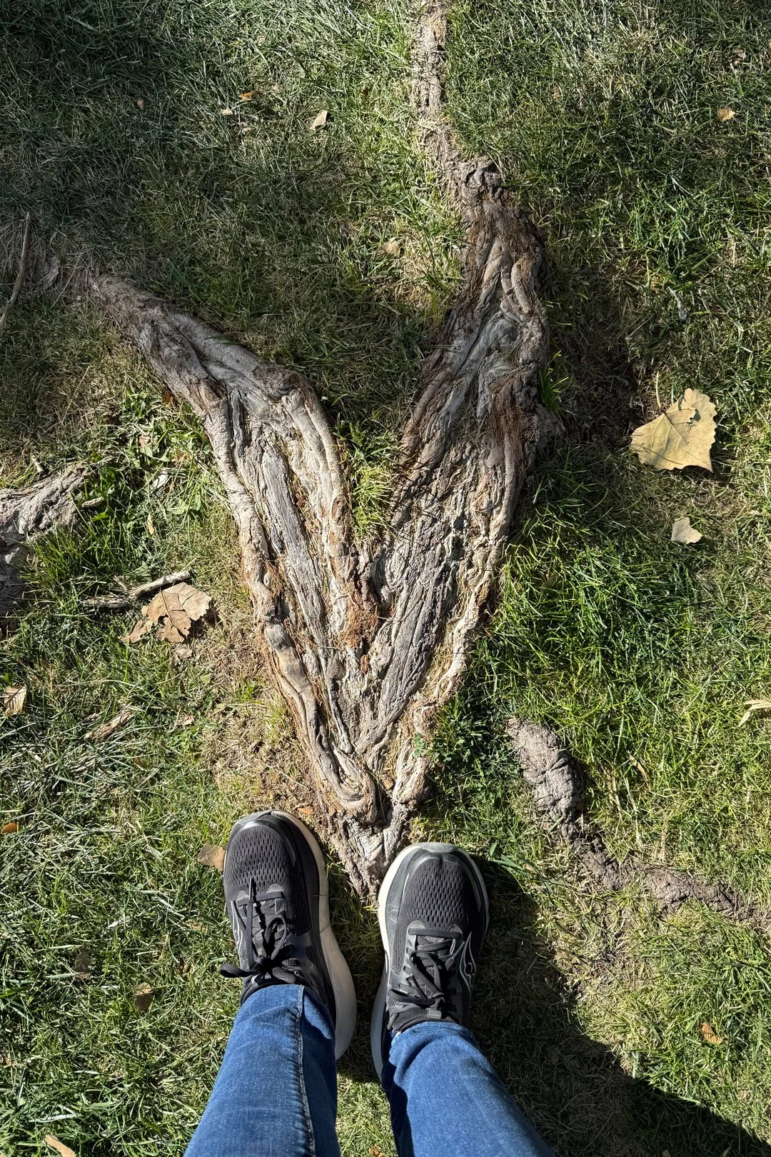 I spotted this heart outside the Lobos football stadium after a game where my current school played my undergrad school. It was a fun game!