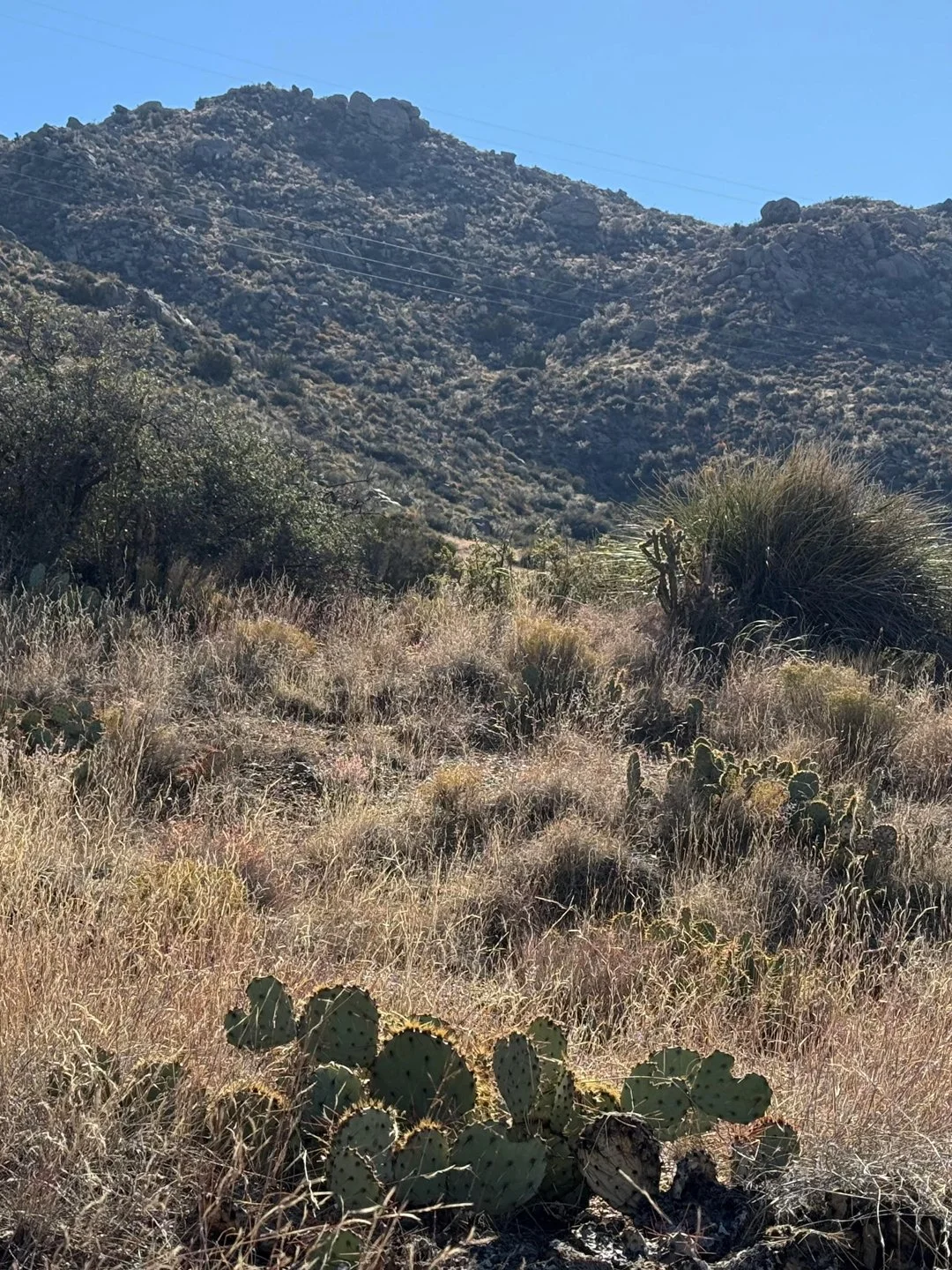 You may have to zoom in to see two heart prickly pears in this photo. I spotted them while on a special 1:1 hike with my dog Katniss.