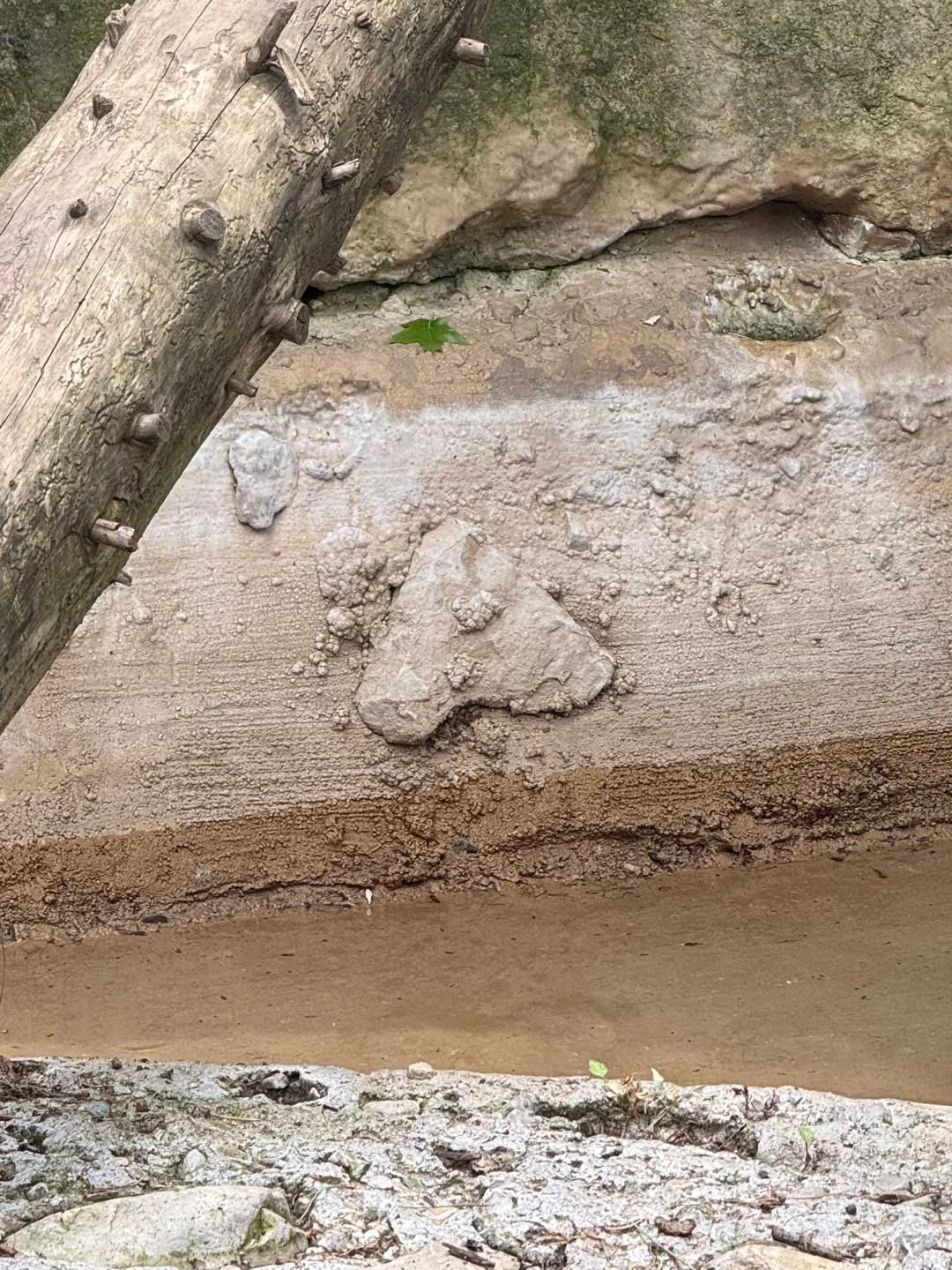 I spotted this upside-down heart in one of the habitats at the Columbus Zoo.