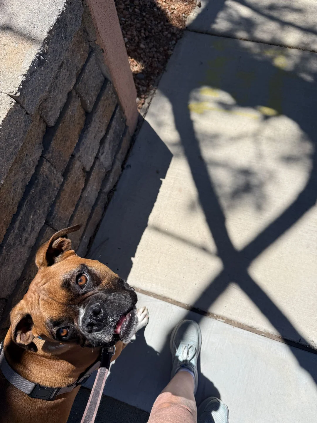 Our dog Hercules and a heart shadow.