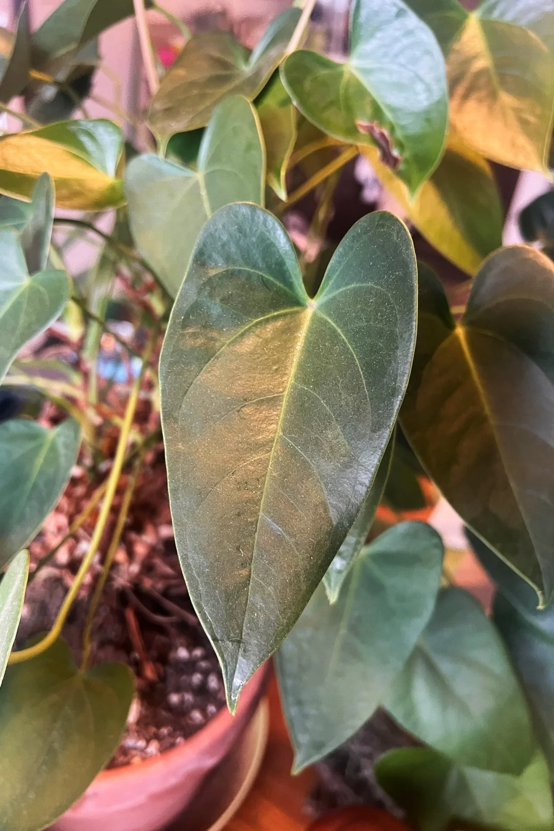 A very heartsy plant captured by Devin Felix of Washington.