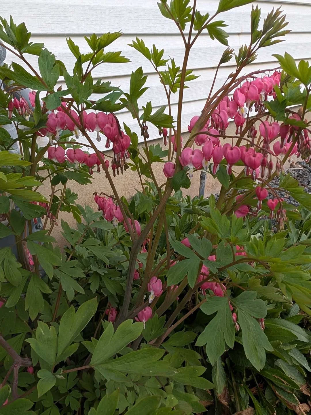 My mom, Janet Newbold, sent many flower photos to me as I underwent radiation treatments. In this photo, she captured lovely bleeding hearts.