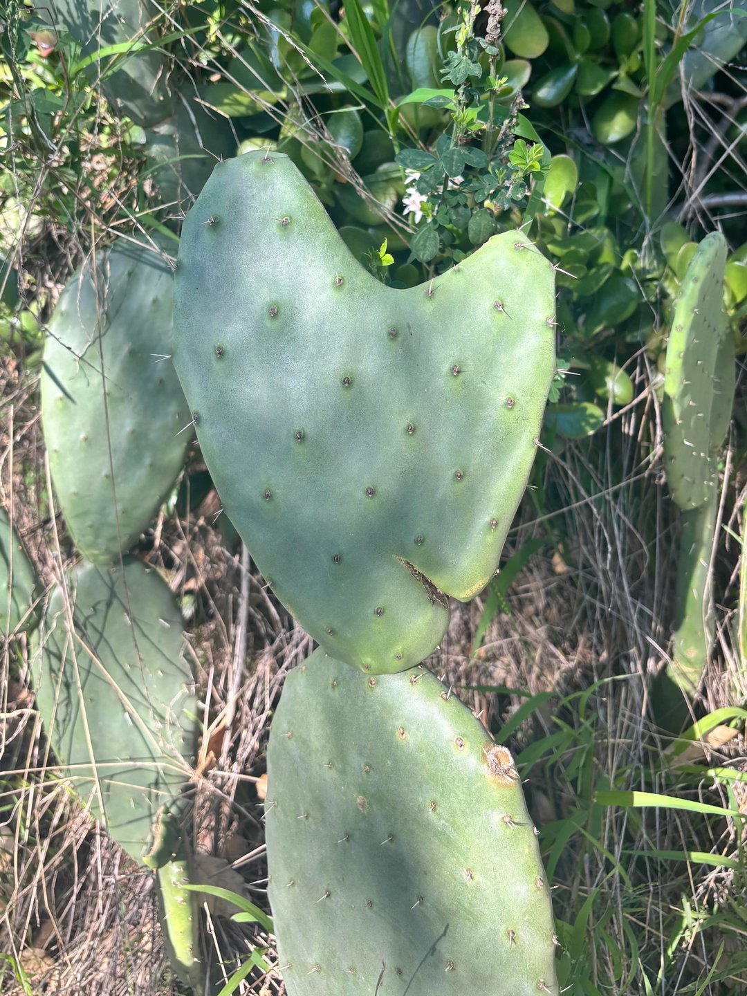 This cactus heart was captured by Jenn Capitelli of California.
