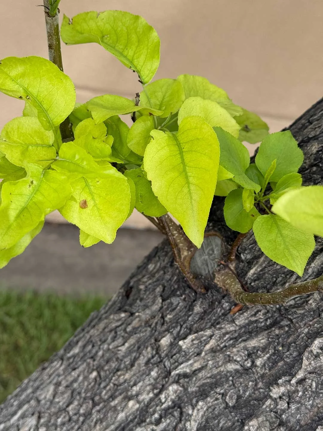 This tree outside the cancer center blossomed then burst into bright green heart leaves during my month of treatments. It was beautiful to witness.