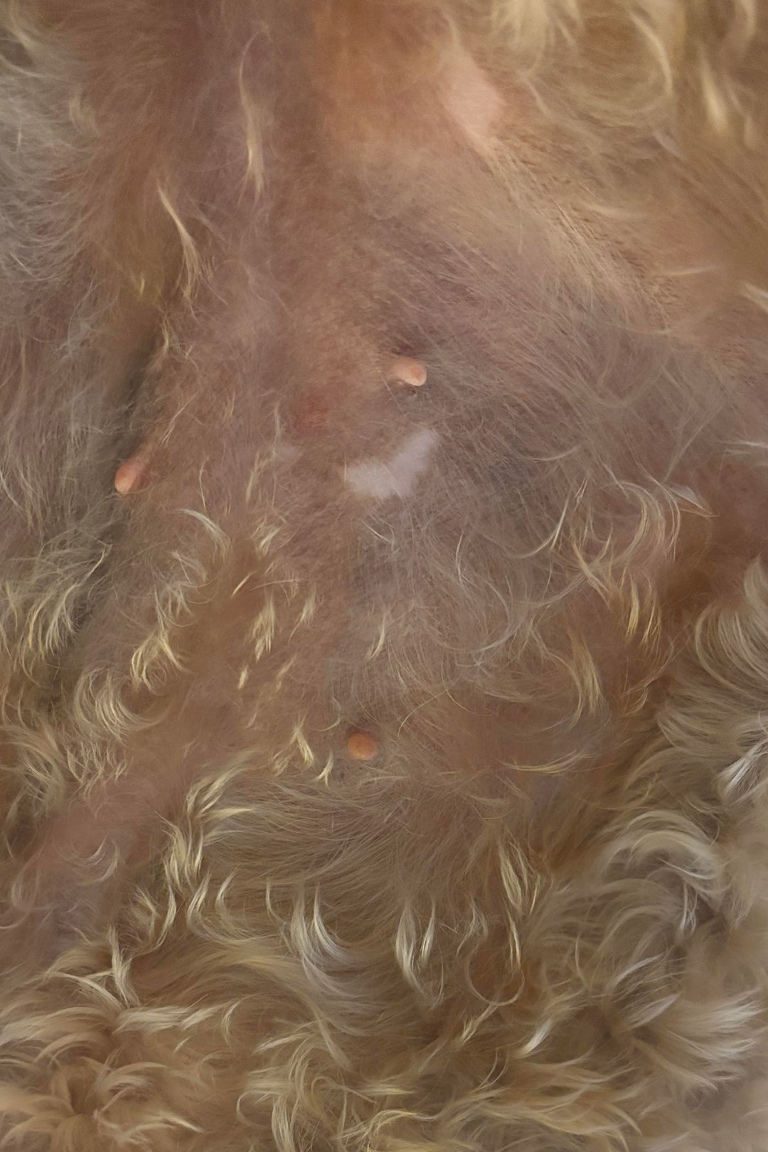 "Have I ever shown you the heart spot that Rosie has on her belly?" This cute golden doodle photo was captured by Jenn Capitelli of California.
