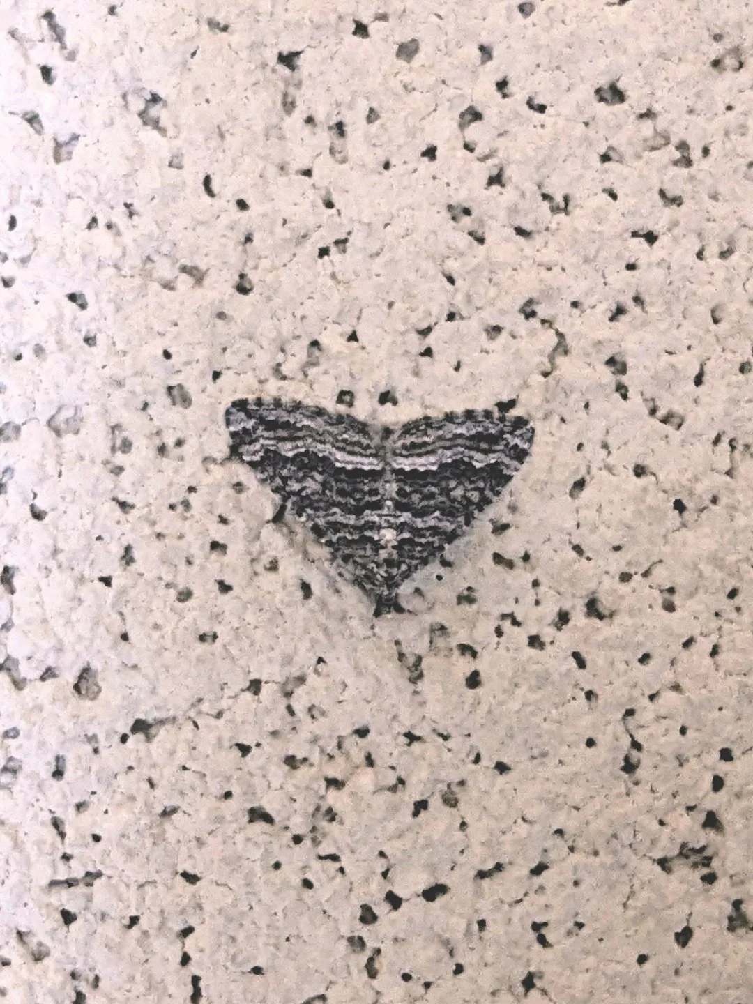 "I saw this cute little moth on the wall and thought it was the perfect natural-shaped heart for Valentine's Day!" - Arianna Andreatta of New Mexico