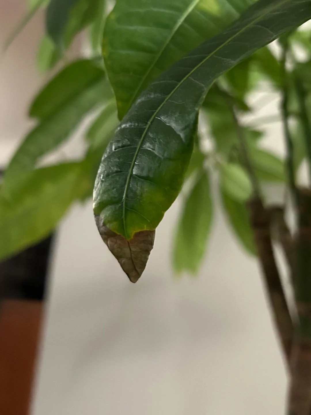 "Fiddle Fig leaf heart while visiting with family." - Brittny Goodsell of Washington
