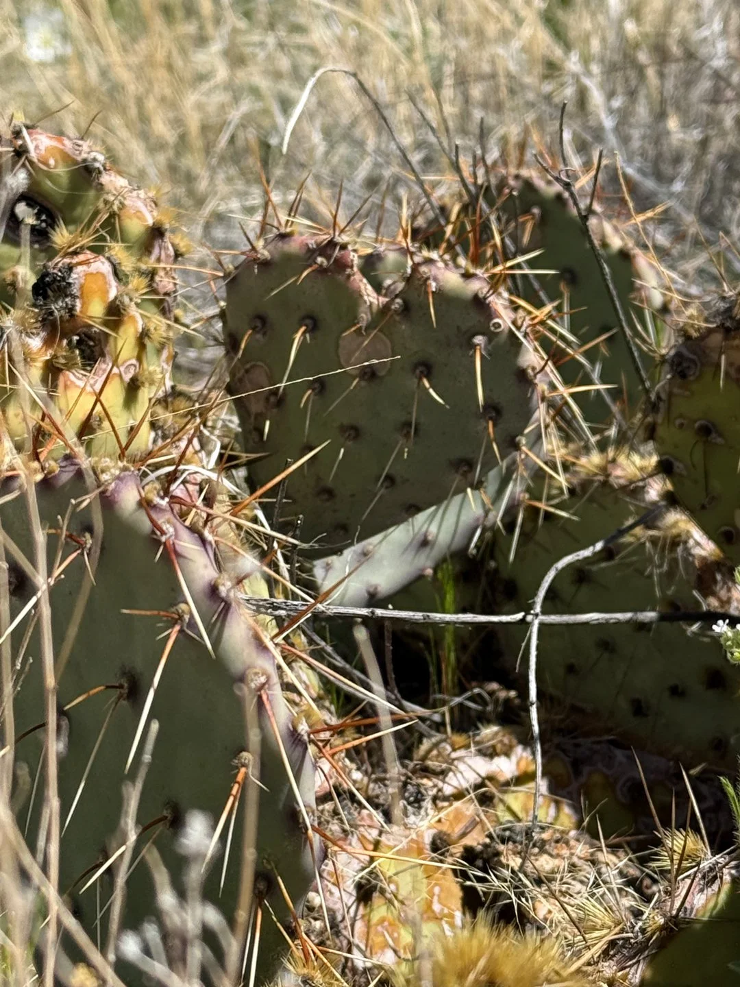 Prickly pear cactus heart in the Albuquerque foothills.