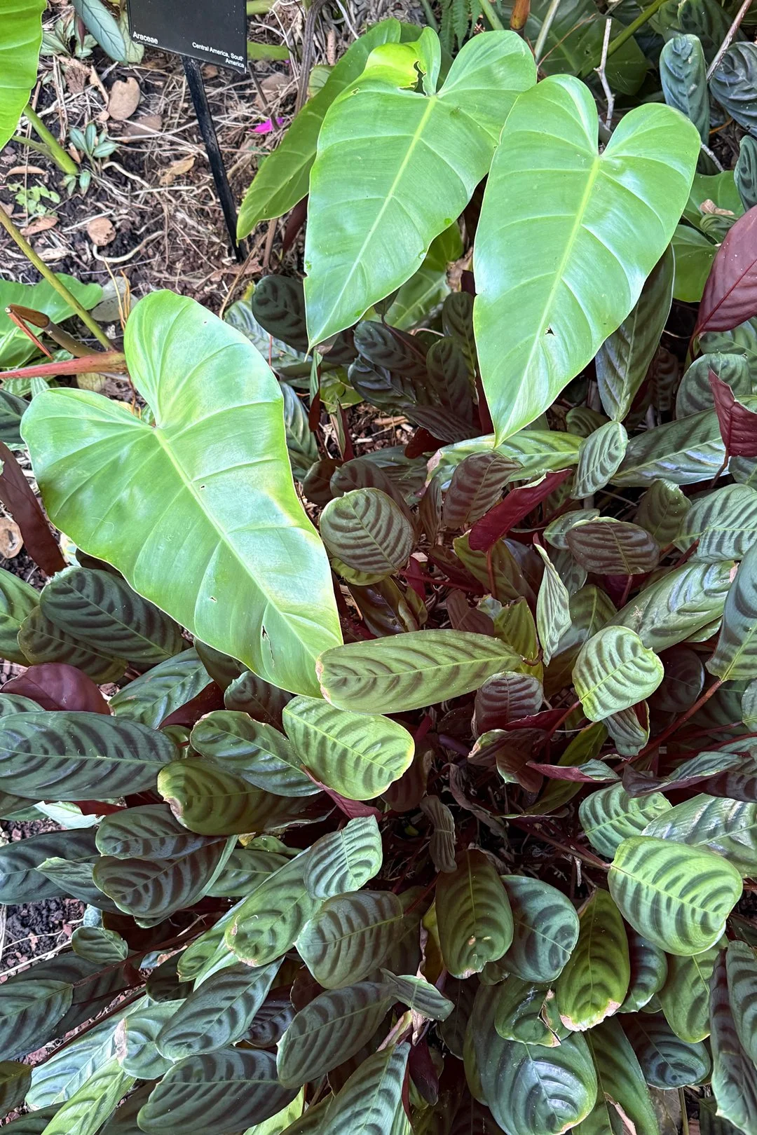 There were several heart-shaped leaves at the Royal Botanic Gardens in Sydney. My mom and I captured a few of them.