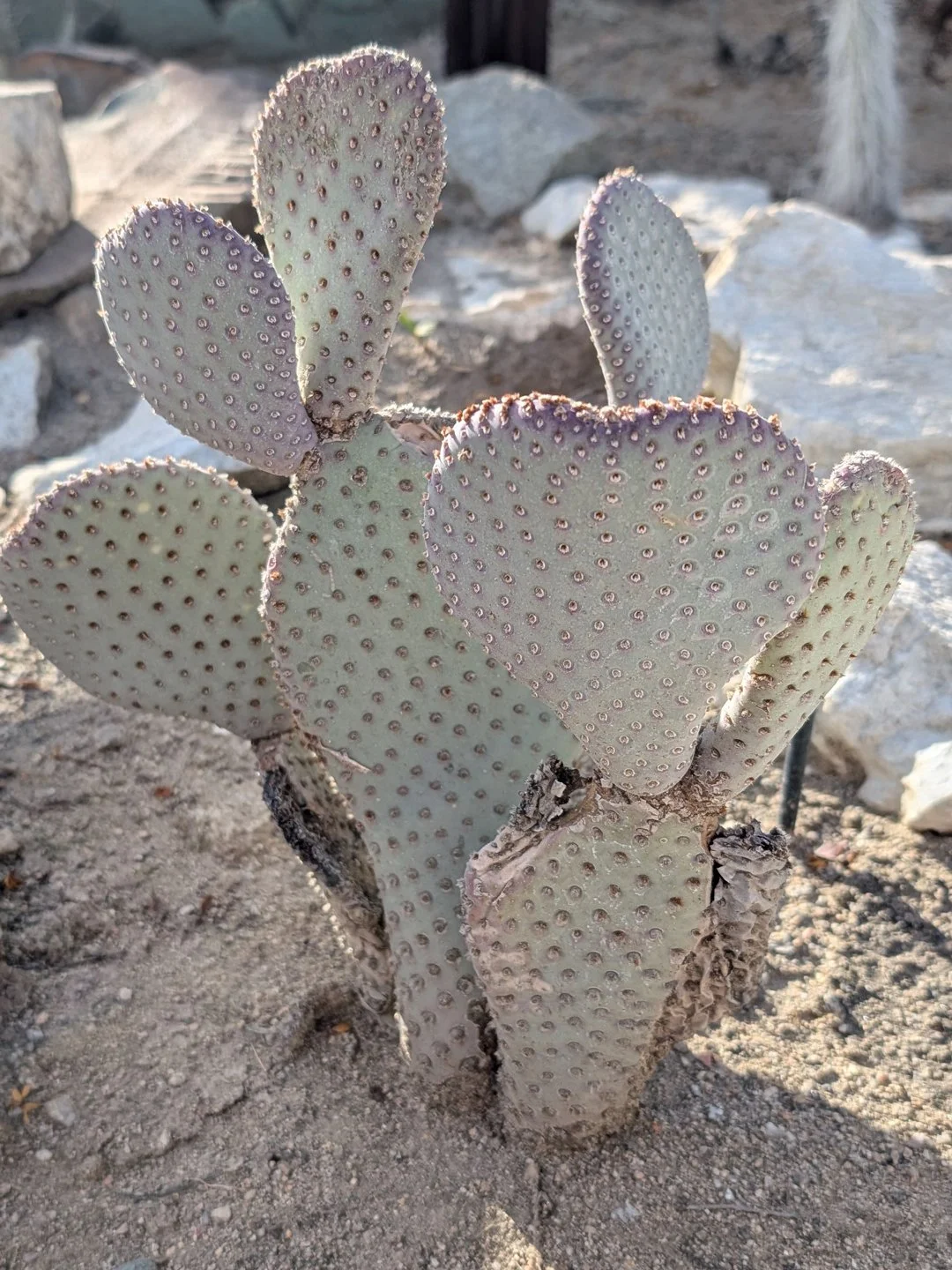 This cactus heart was captured by Chenelle Houston at the Moorten Botanical Garden in Palm Springs, California.