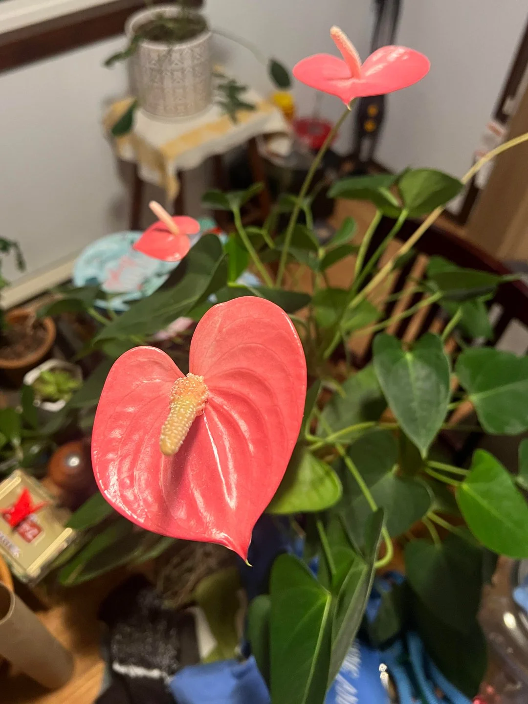 Heart plant captured by Devin Felix of Washington.