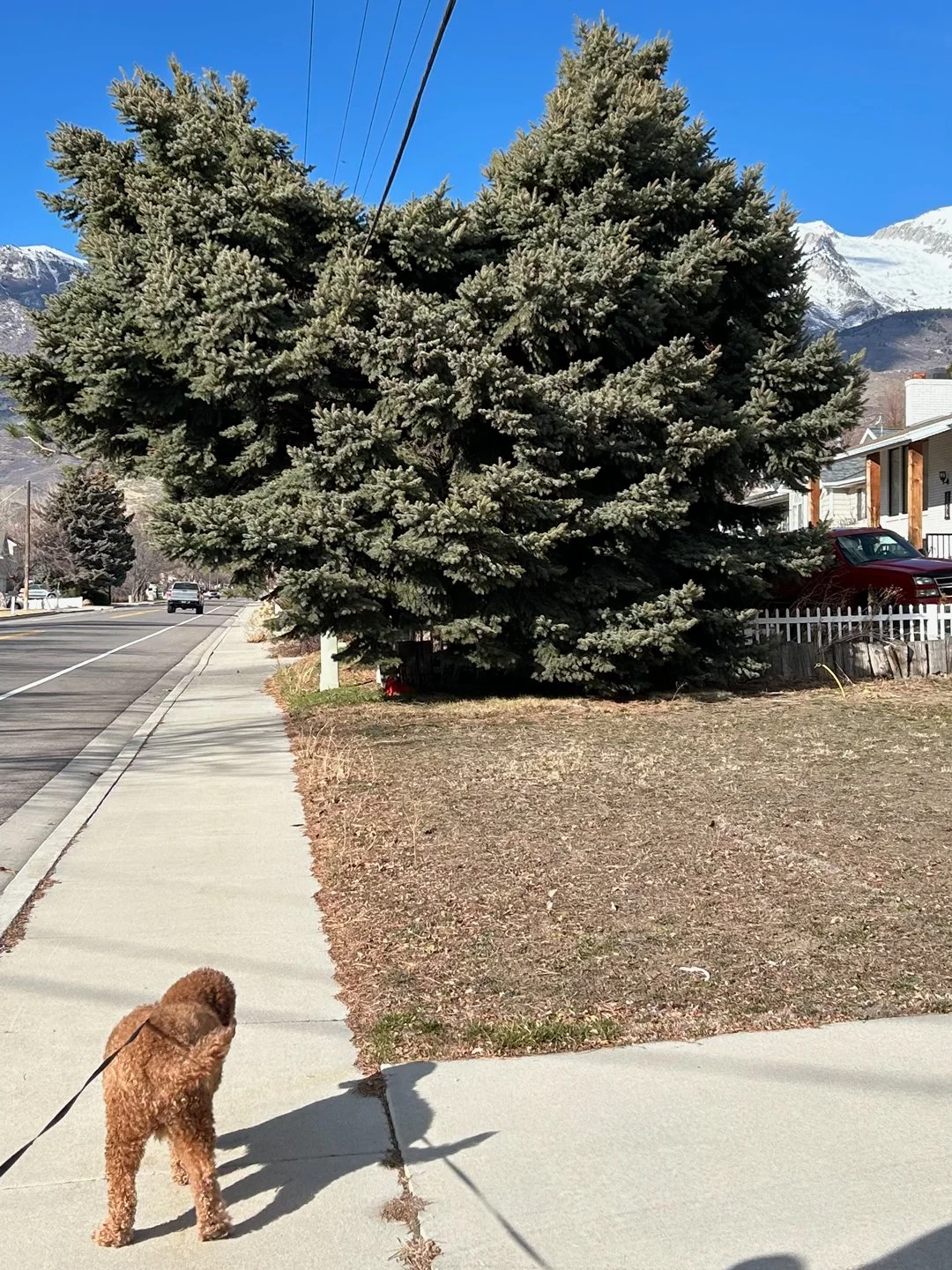Tree heart captured in Utah by Brittny Goodsell.