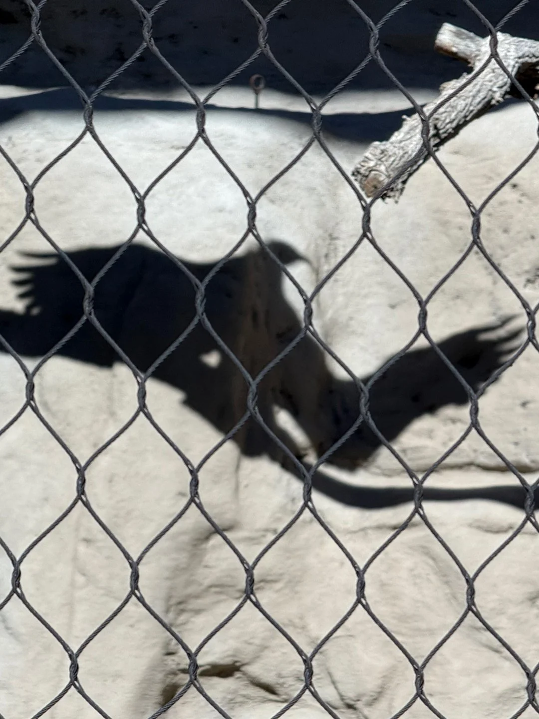 A heart spotted in the shadow of a large bird at the Albuquerque Zoo. Amazing!