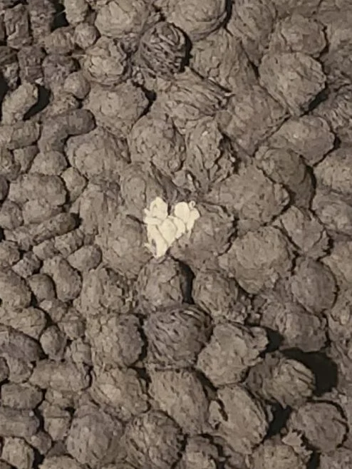 This heart was captured on a rug by Chelsea Haining of Washington.