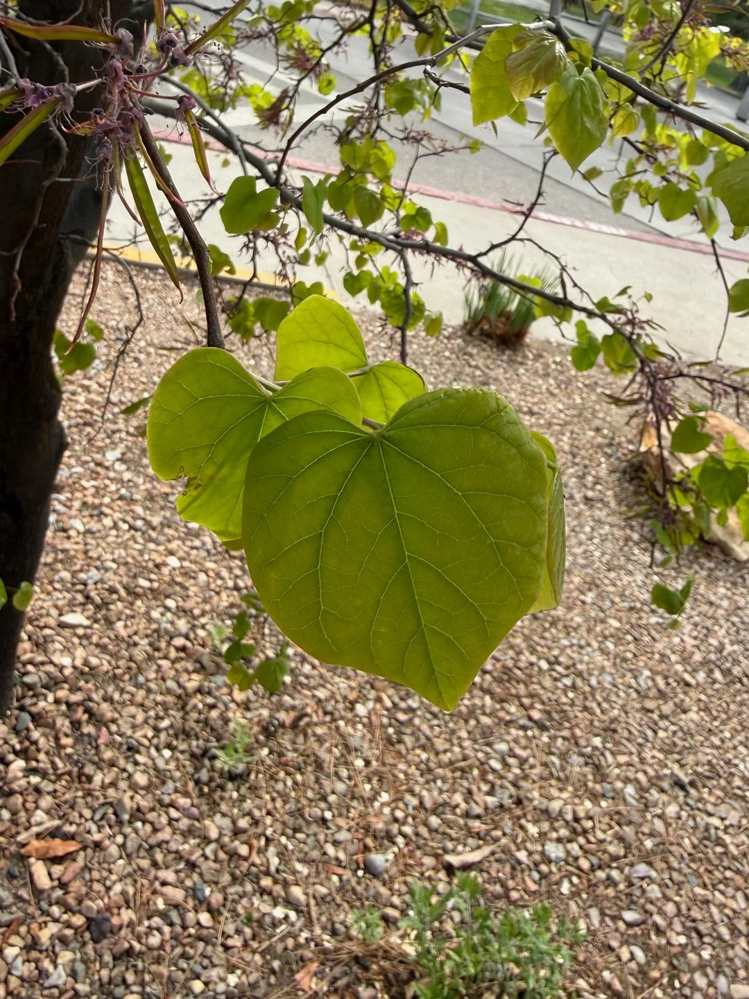 This heart leaf was spotted outside the Sociology Building on UNM campus.