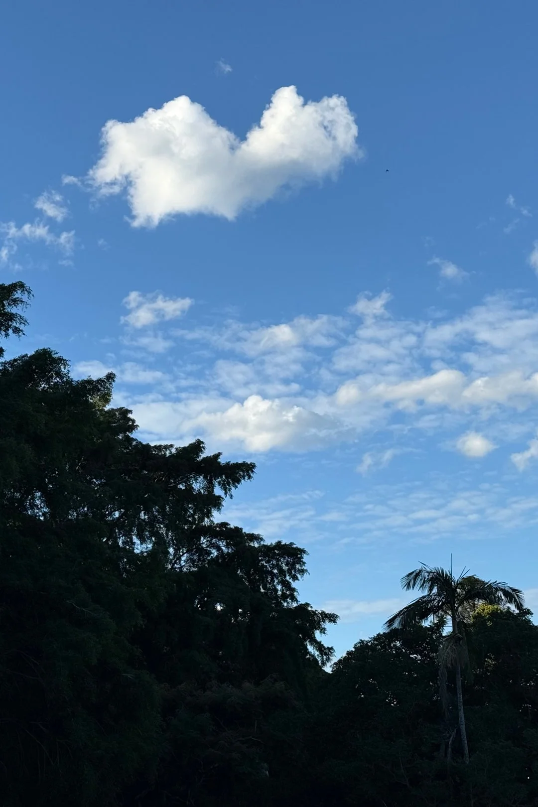 This heart cloud appeared above us at the Brisbane Botanic Garden. Surely there were ibises in the trees below. We saw many of them gathering that day as the sun went down.