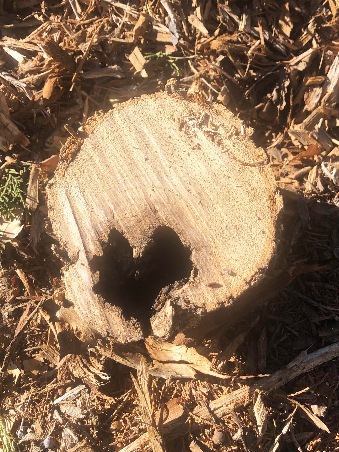 While stacking wood, love appeared. This photo was captured by Corva Rose of New Mexico.