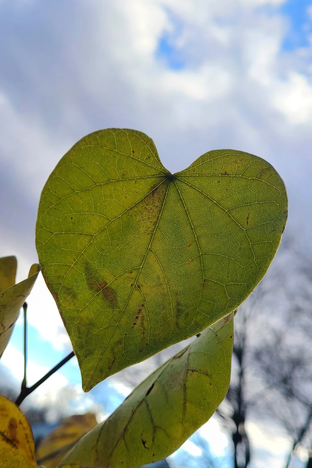 "Our tree is holding onto its leaves until the very last minute. We left a beloved redbud tree in Utah when we moved but learned after arriving in Virginia that they grow natively here. We planted two." - Emilie Wheeler