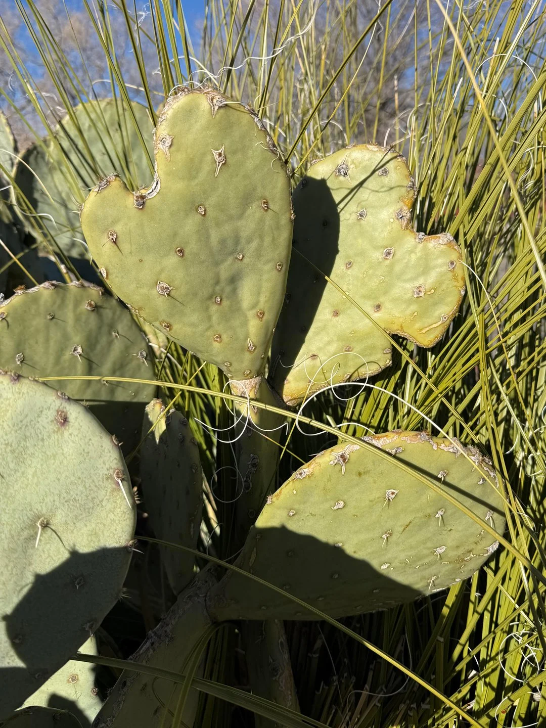 My mom can spot hearts from the car window and saw these. She asked if we could get pictures, so we did!