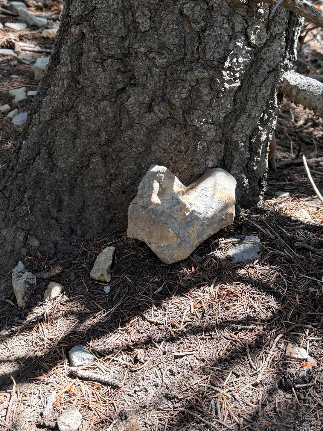 Our niece Macie visited in June. We went hiking in Albuquerque's East Mountains and Macie found this heart. We left it by a tree for someone else to enjoy.