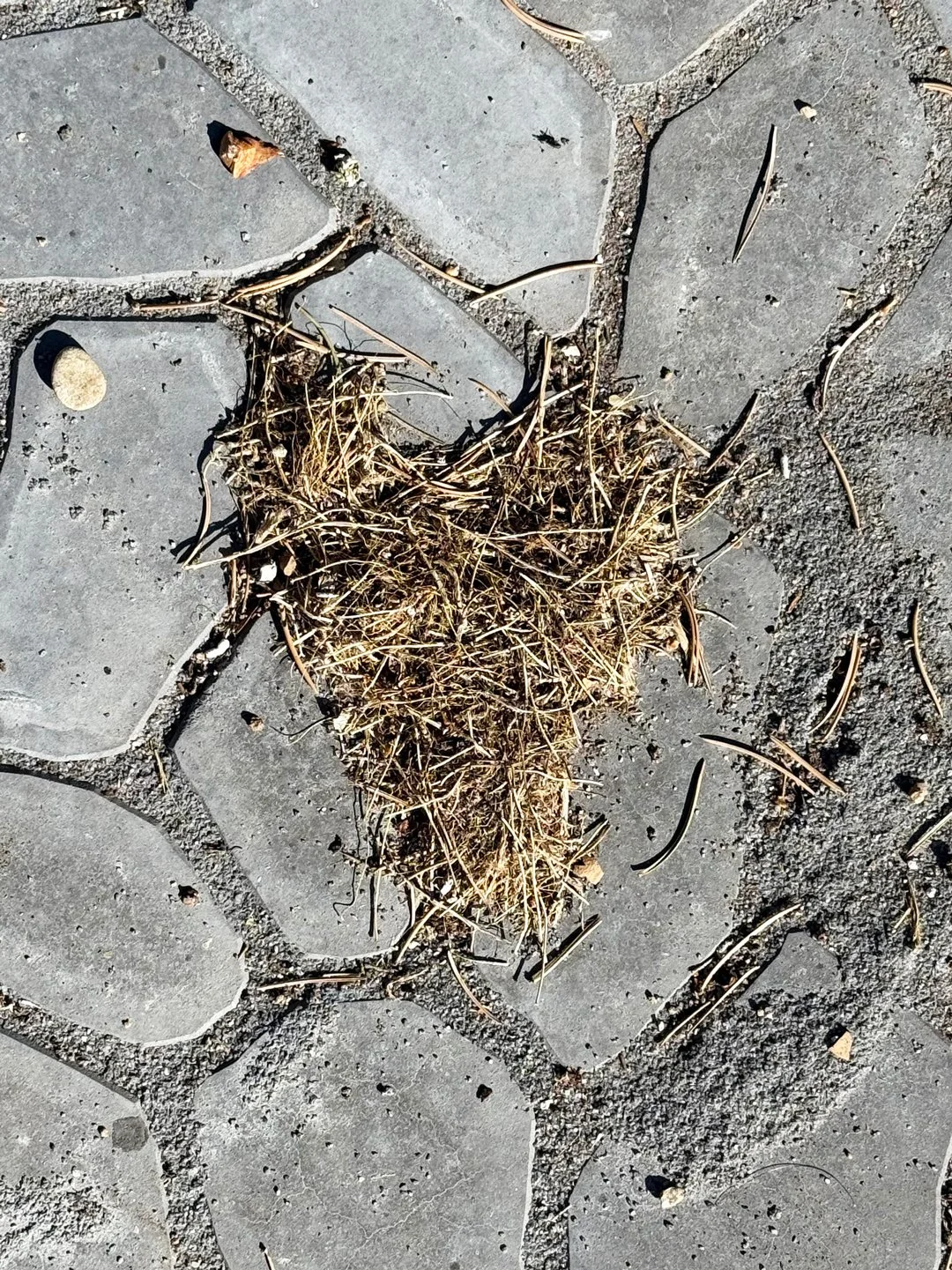 A clump of needles from our pinon tree made a heart in our backyard.