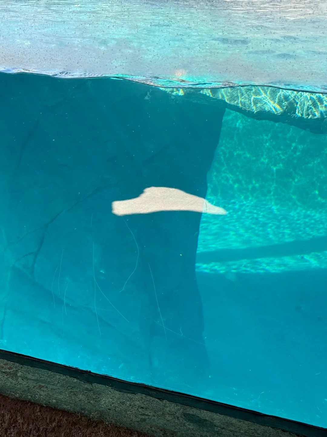 This sideways sunlight heart appeared in one of the Albuquerque Zoo exhibits.