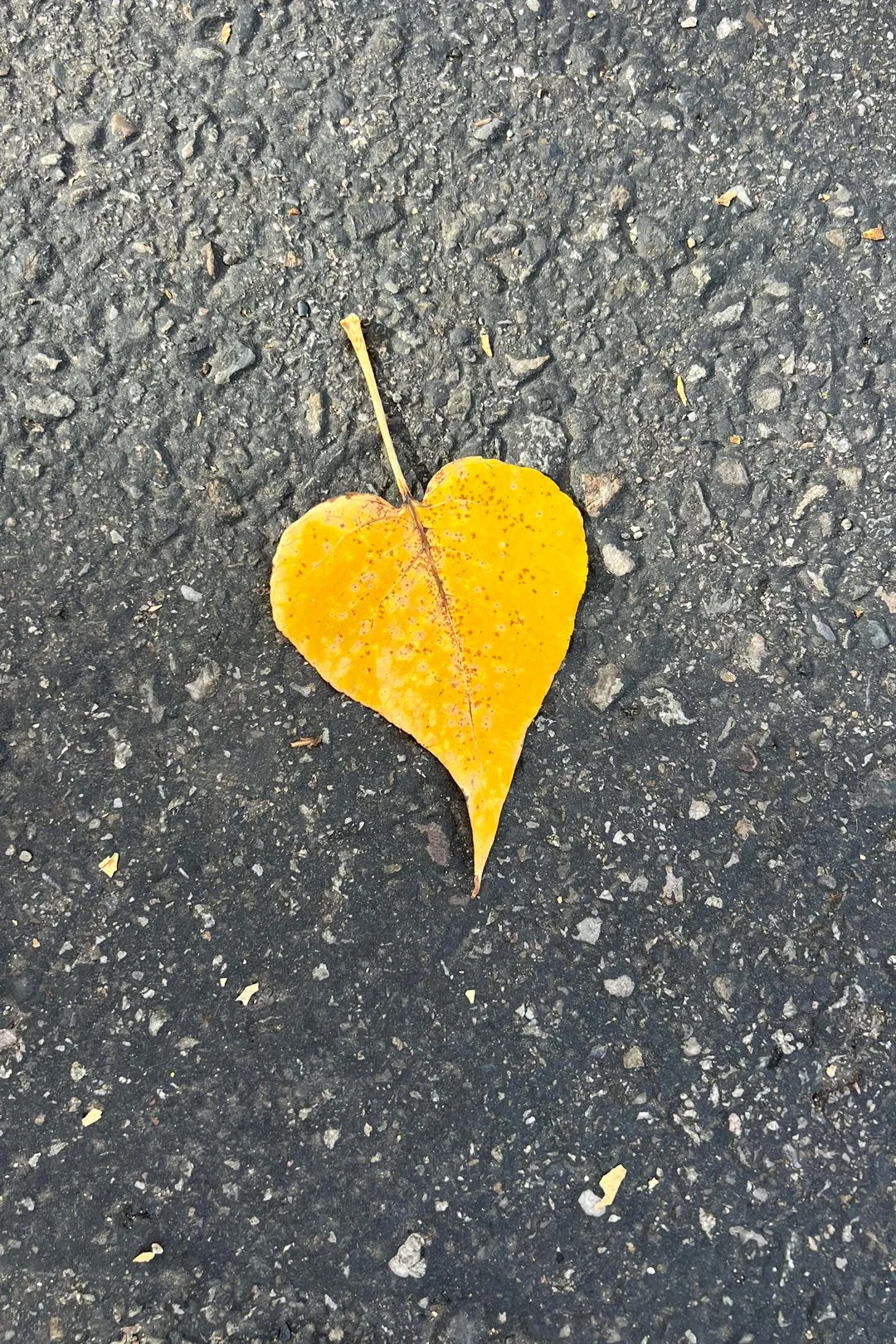 "Fall leaf from my friend in Idaho. Her father-in-law passed away and they saw that the next day. I’ve got her looking for hearts now, too." - Julie Farley Majoue of Utah