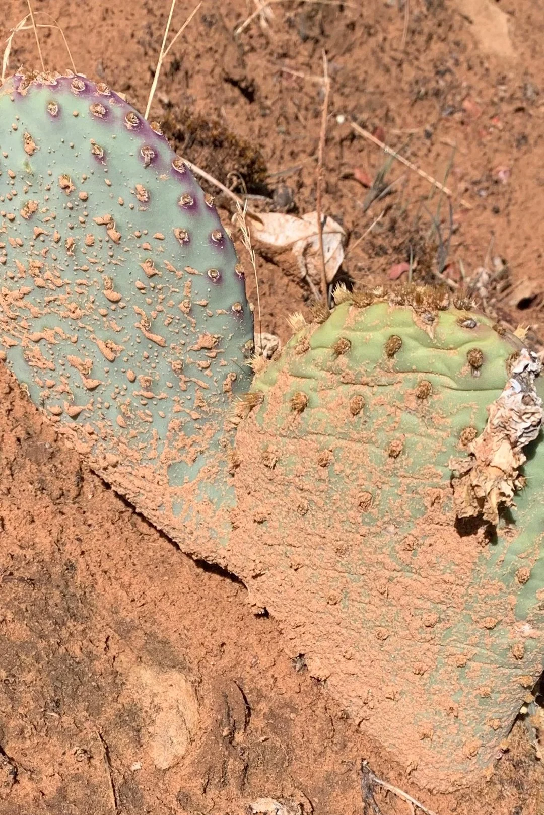 Prickly pear pads make a heart in this photo captured by Shawn Harrison in Zion National Park.
