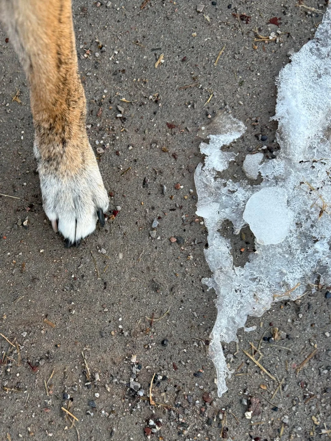 A doggie paw and an icy heart.