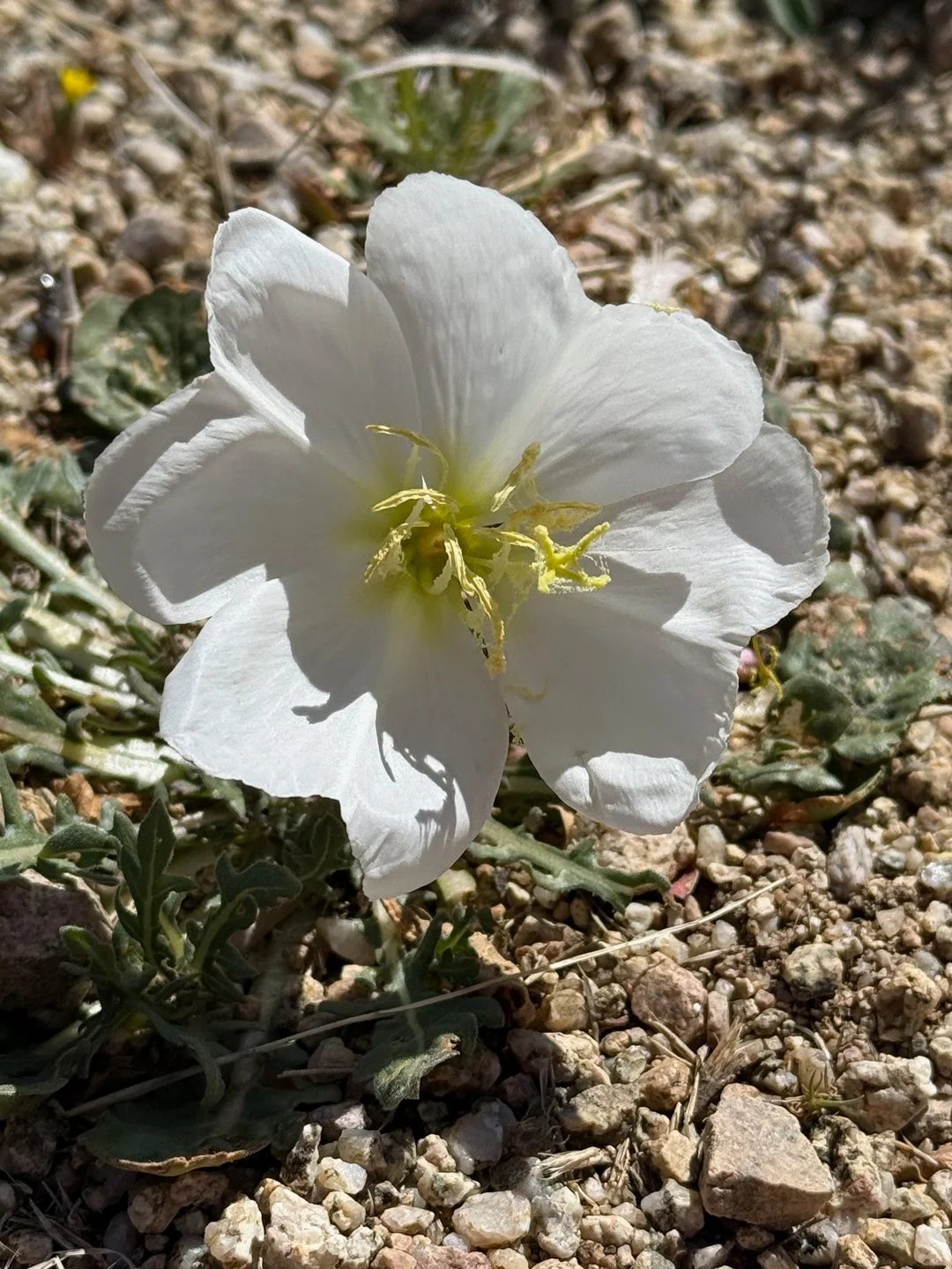Heart petals on an Albuquerque wildflower.