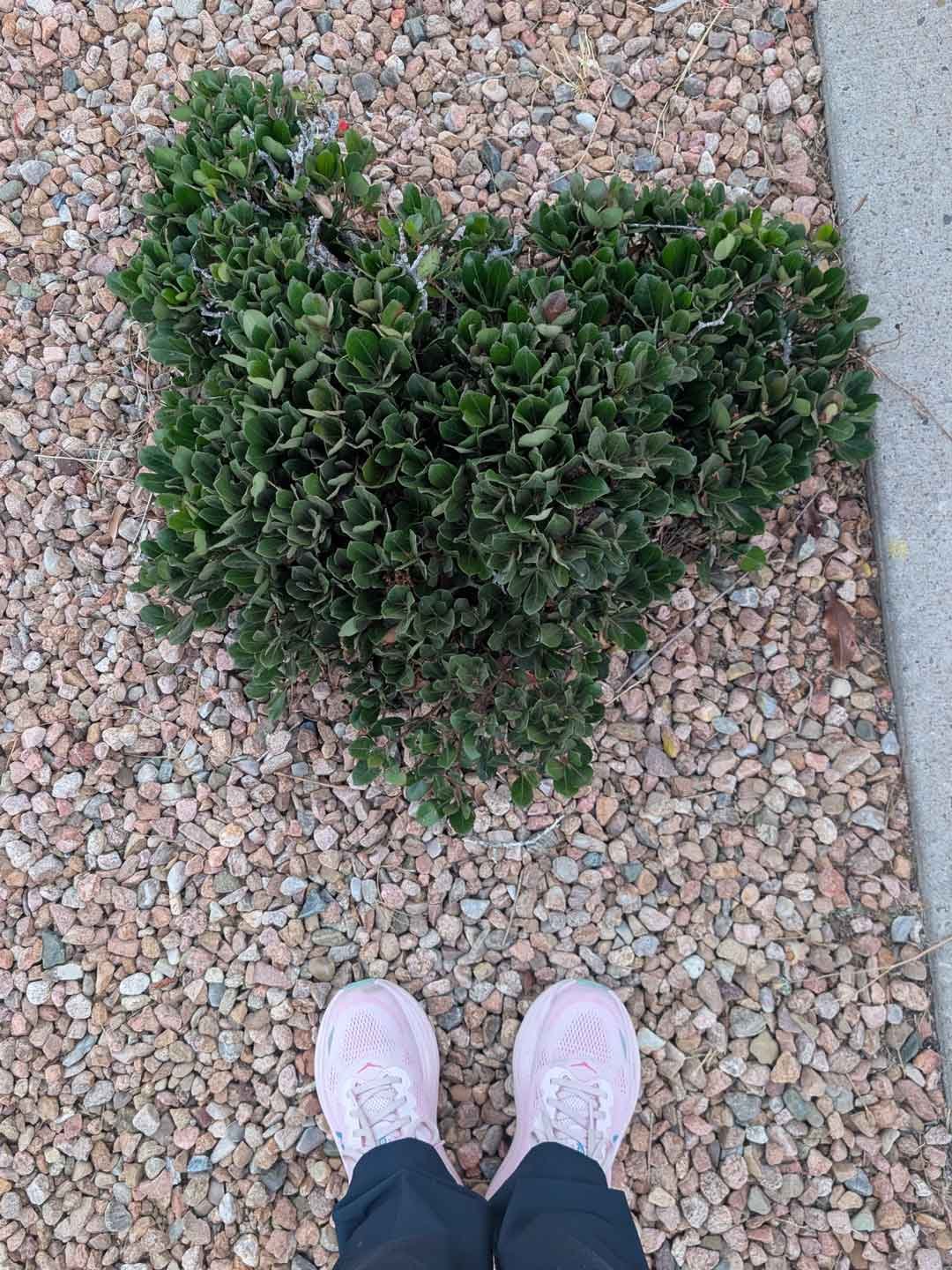 Janet Newbold captured this heart on a walk in Albuquerque.
