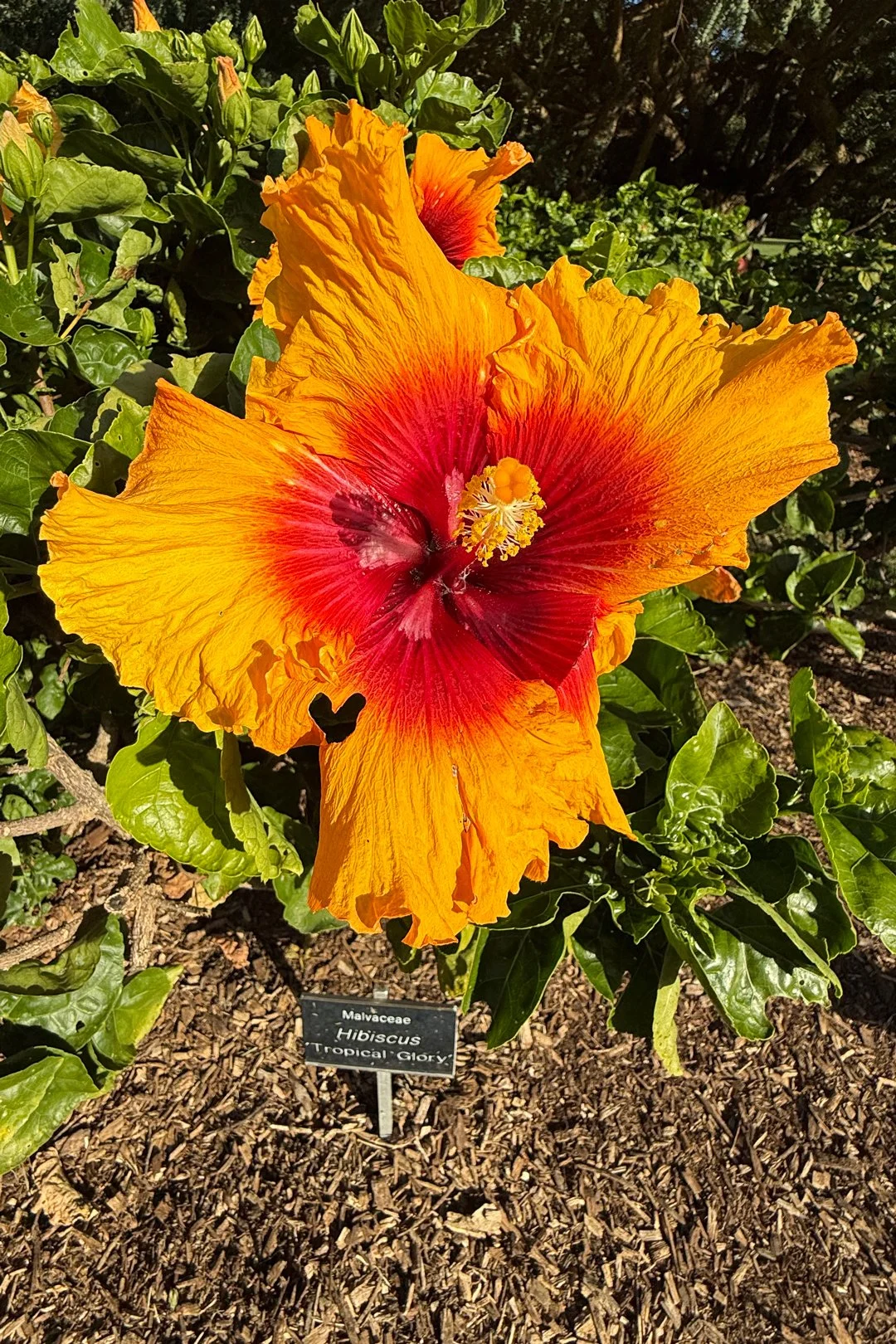 My mom noticed this heart cut out of a hibiscus flower at the Brisbane Botanical Garden.