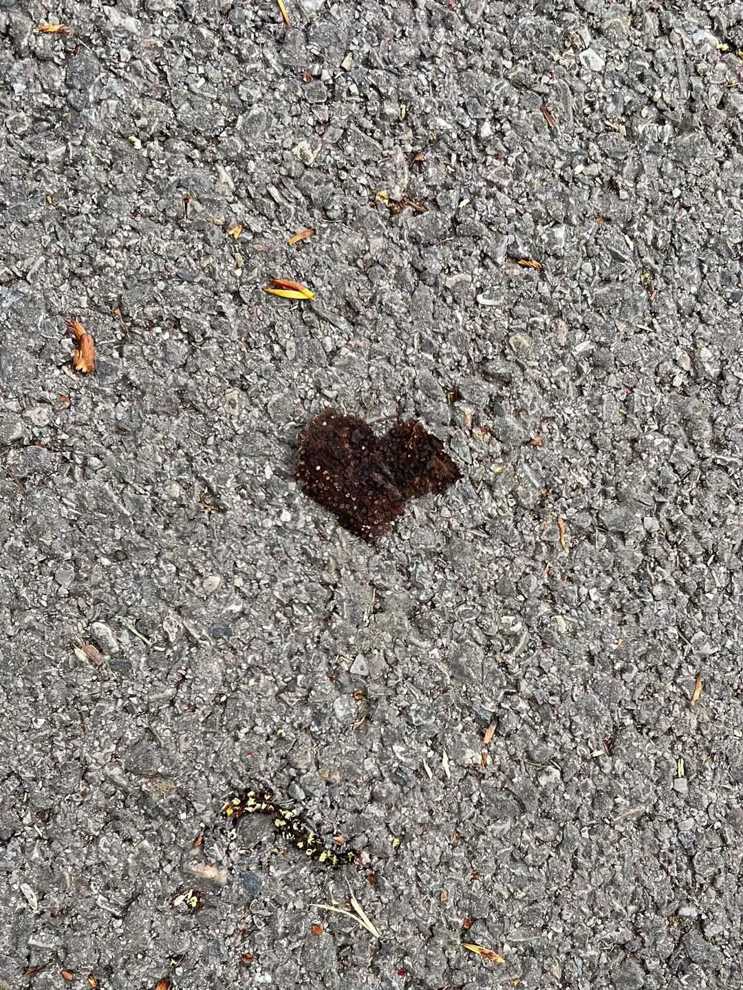 This heart was captured in Utah by my friend Brittny Goodsell's sister.