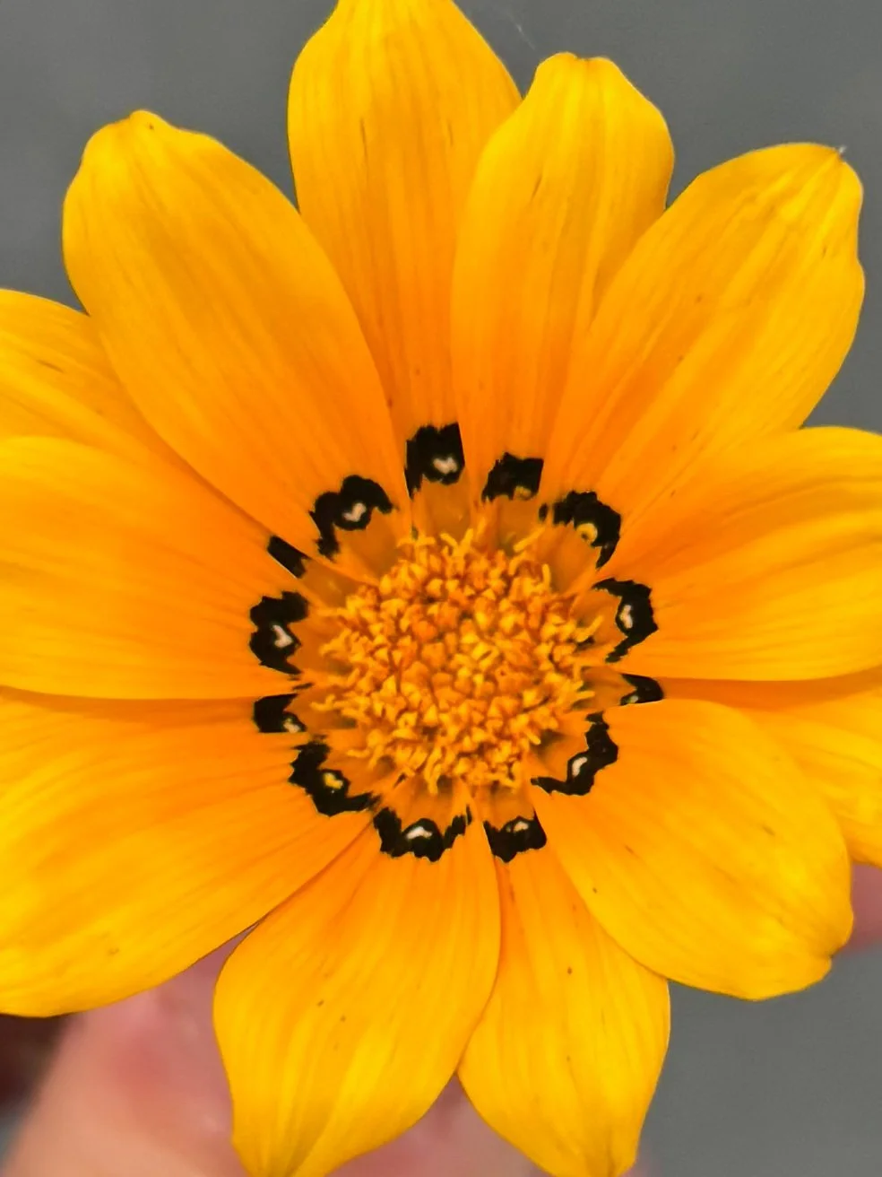Jennifer Capitelli of California said her teenager noticed tiny white hearts within the black pattern of this flower.